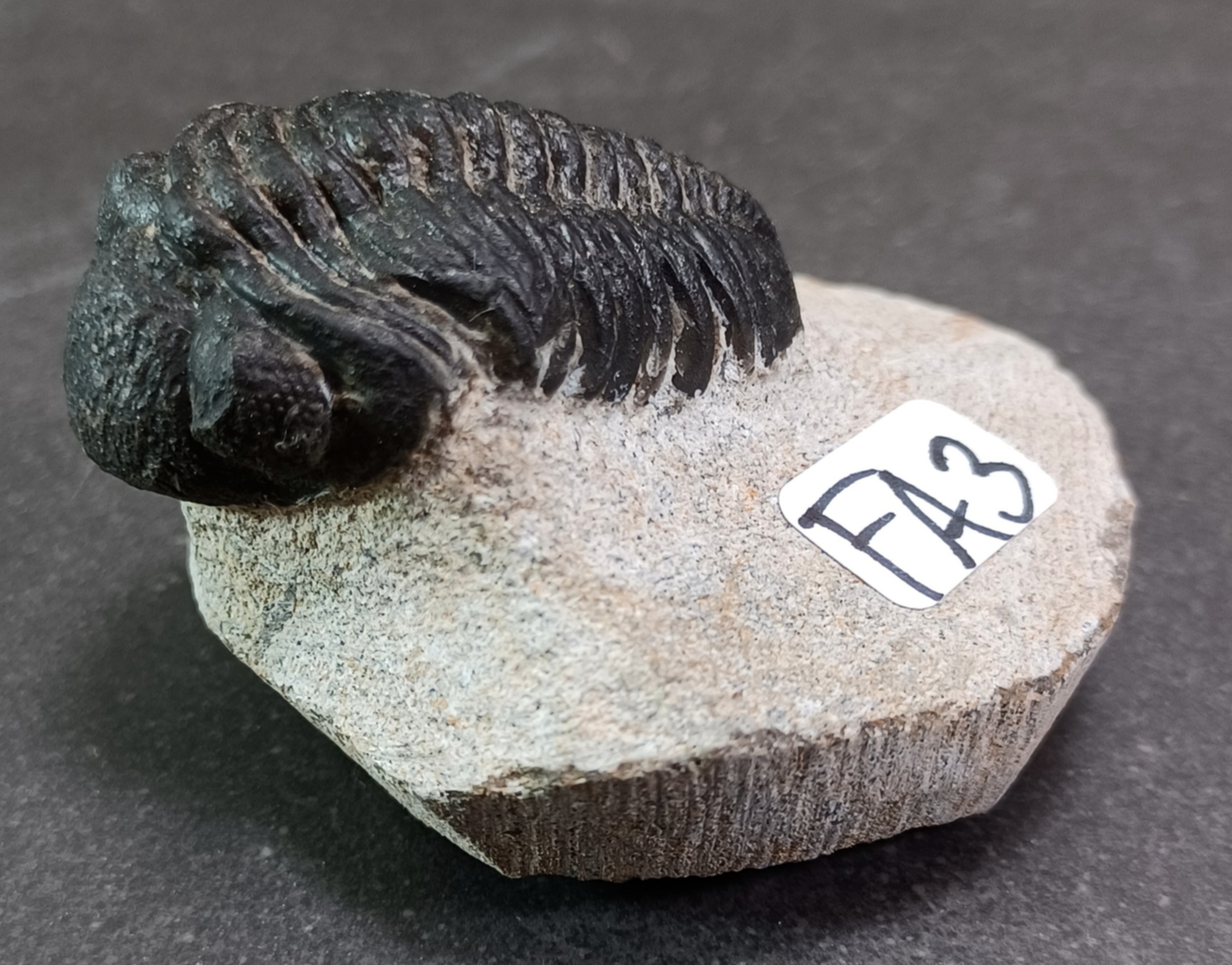 Trilobit Fossil i Grundsten - FA1-10 - 3