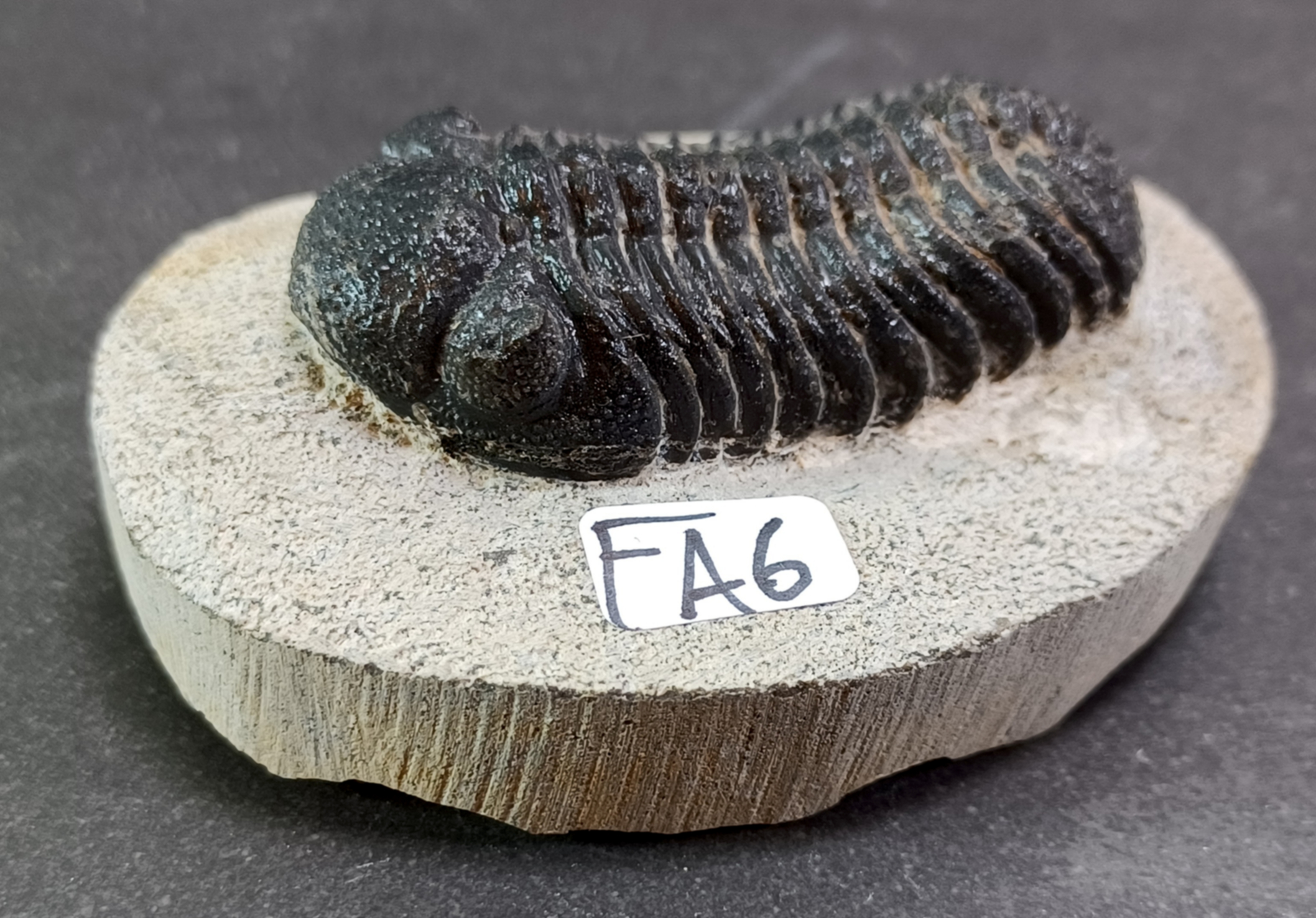 Trilobit Fossil i Grundsten - FA1-10 - 6