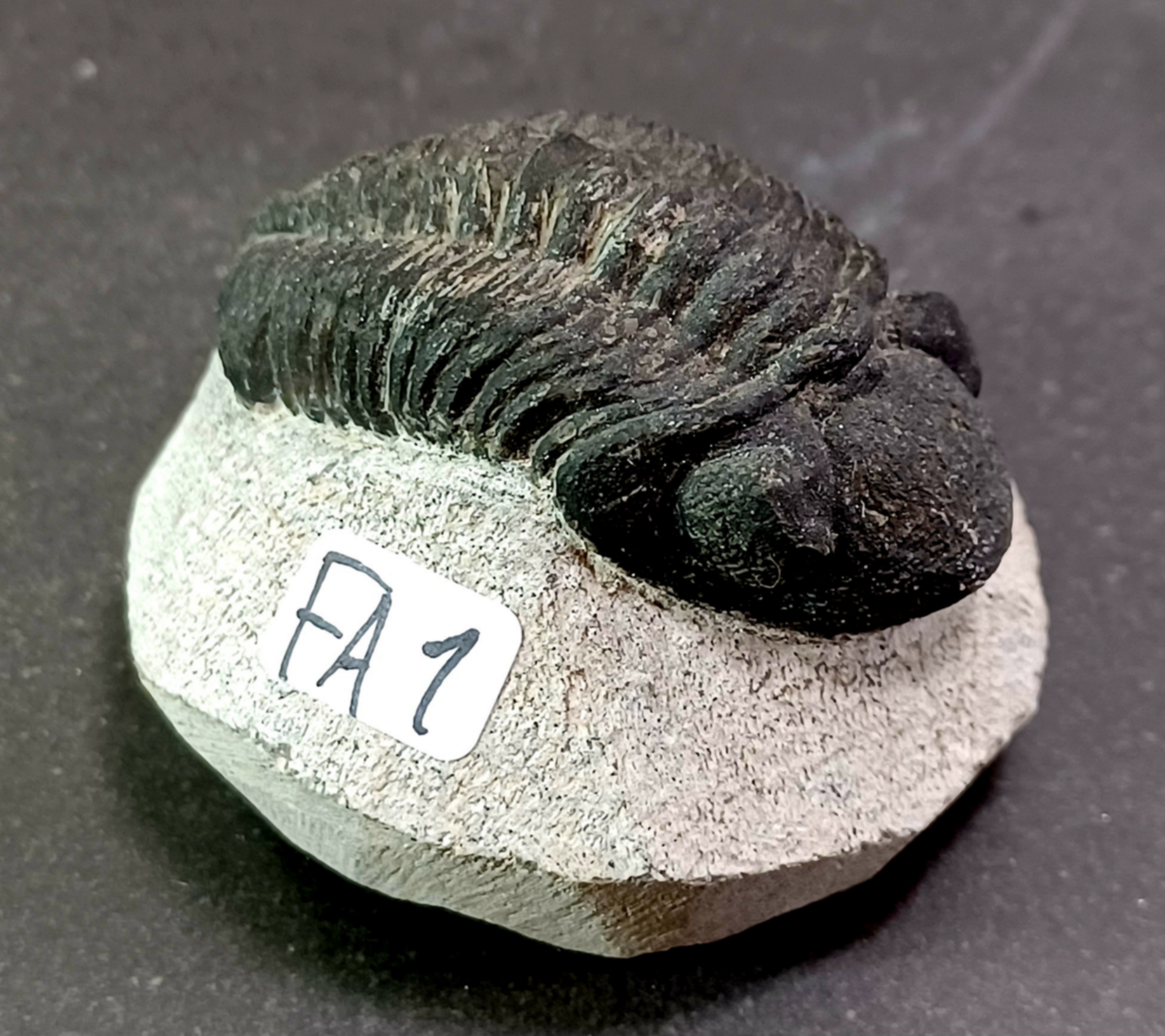 Trilobit Fossil i Grundsten - FA1-10