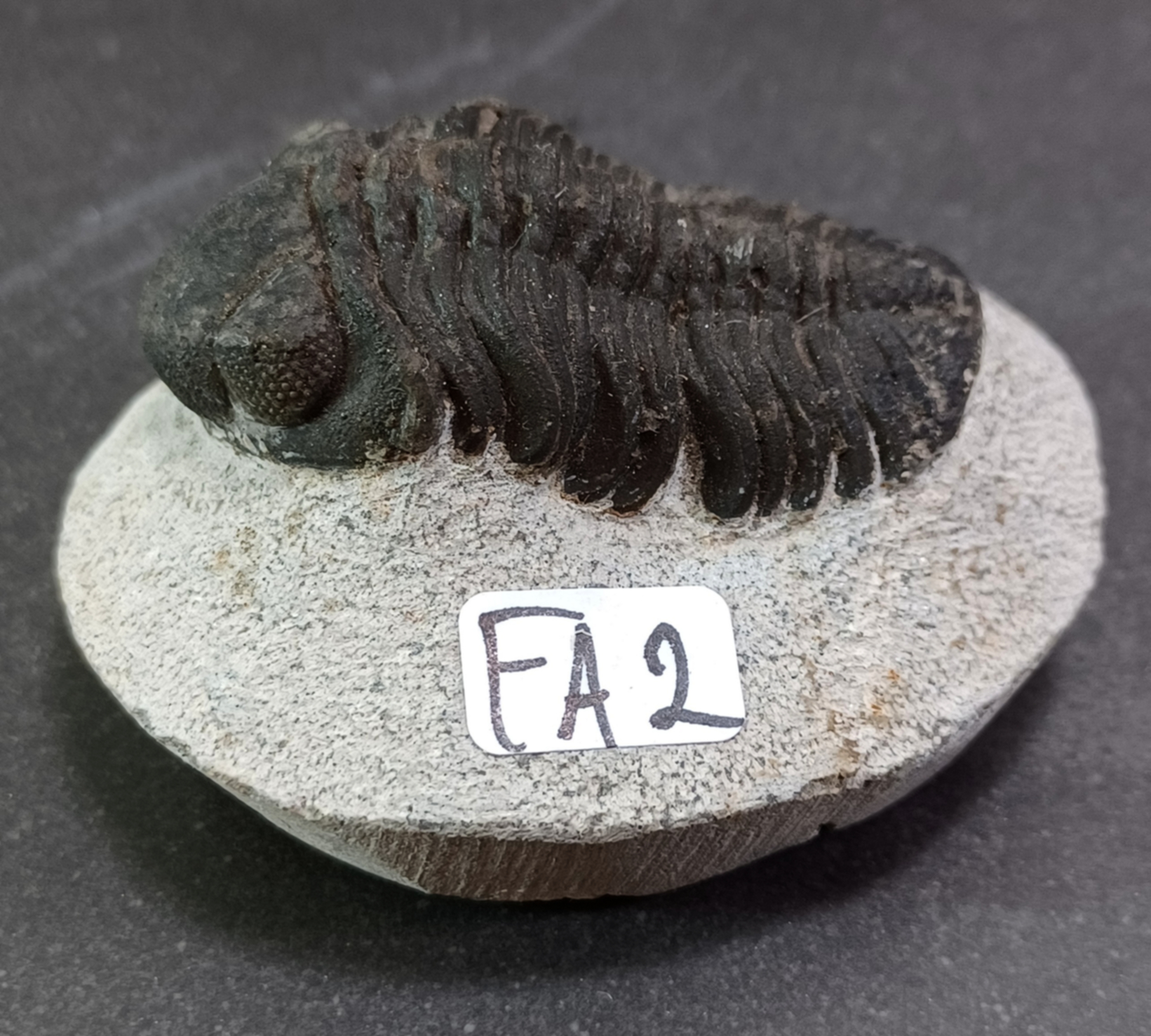Trilobit Fossil i Grundsten - FA1-10 - 2