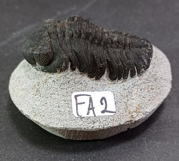 Trilobit Fossil i Grundsten - FA1-10
