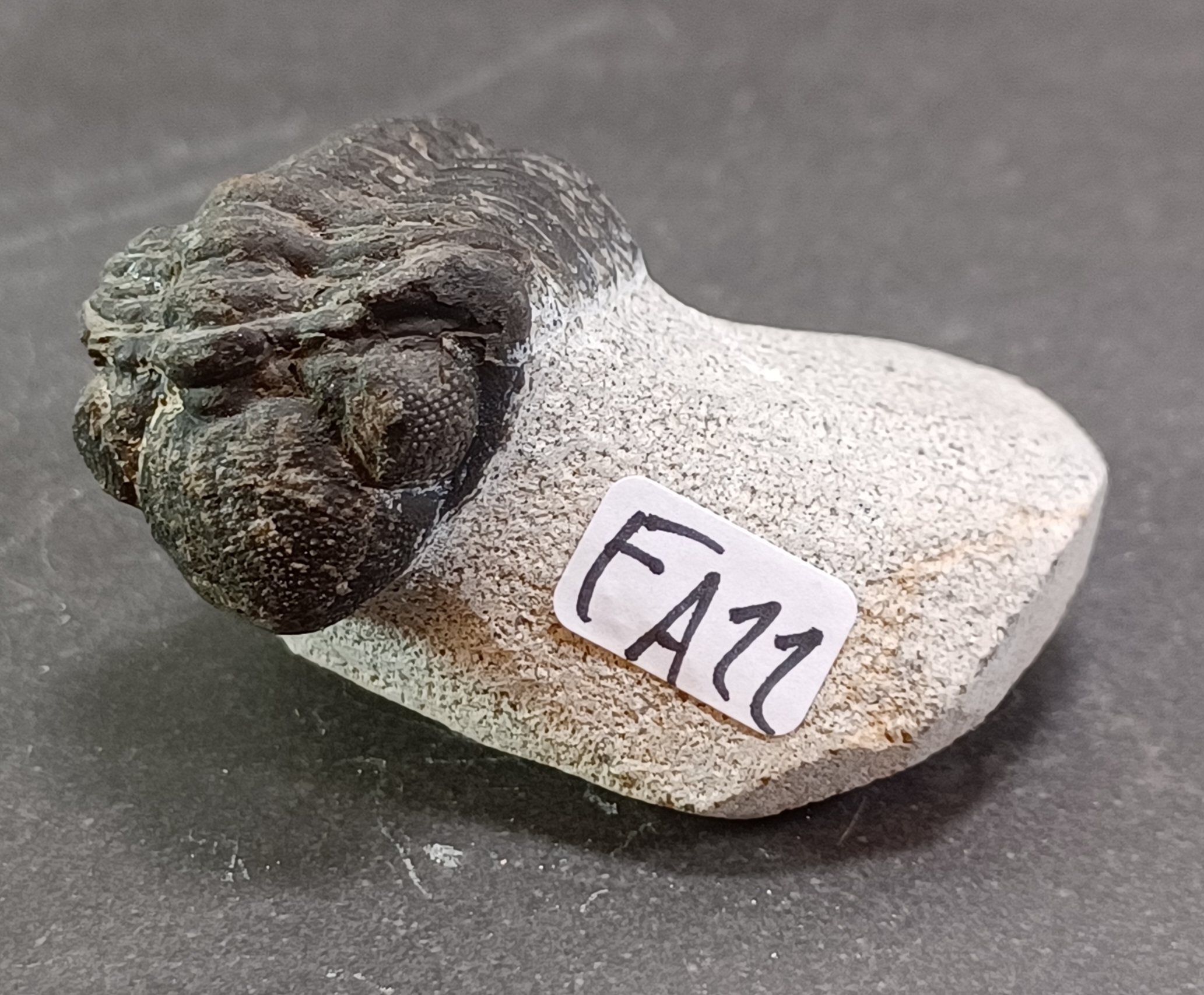 Trilobit Fossil i Grundsten - FA11-20