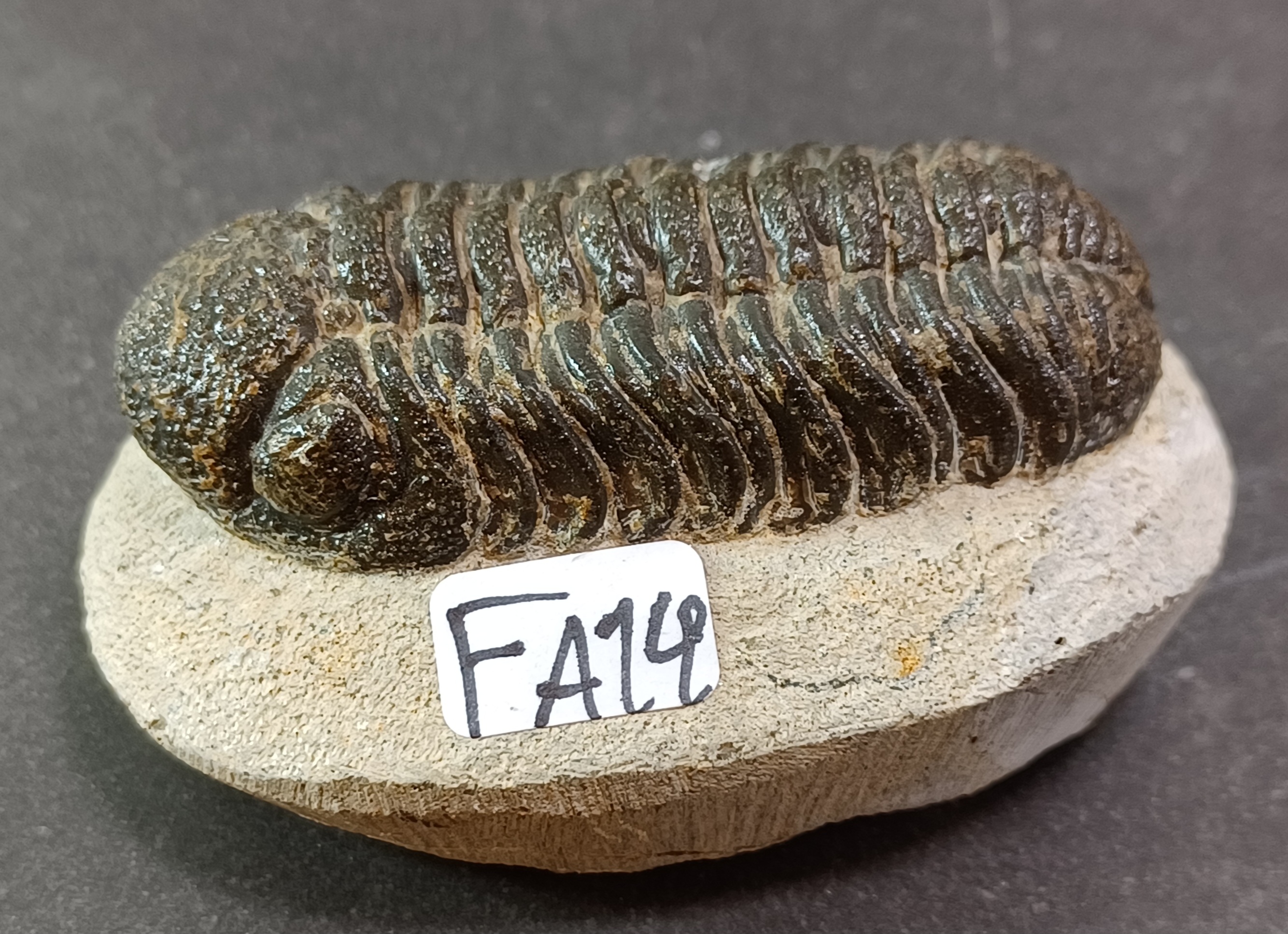 Trilobit Fossil i Grundsten - FA11-20 - 4