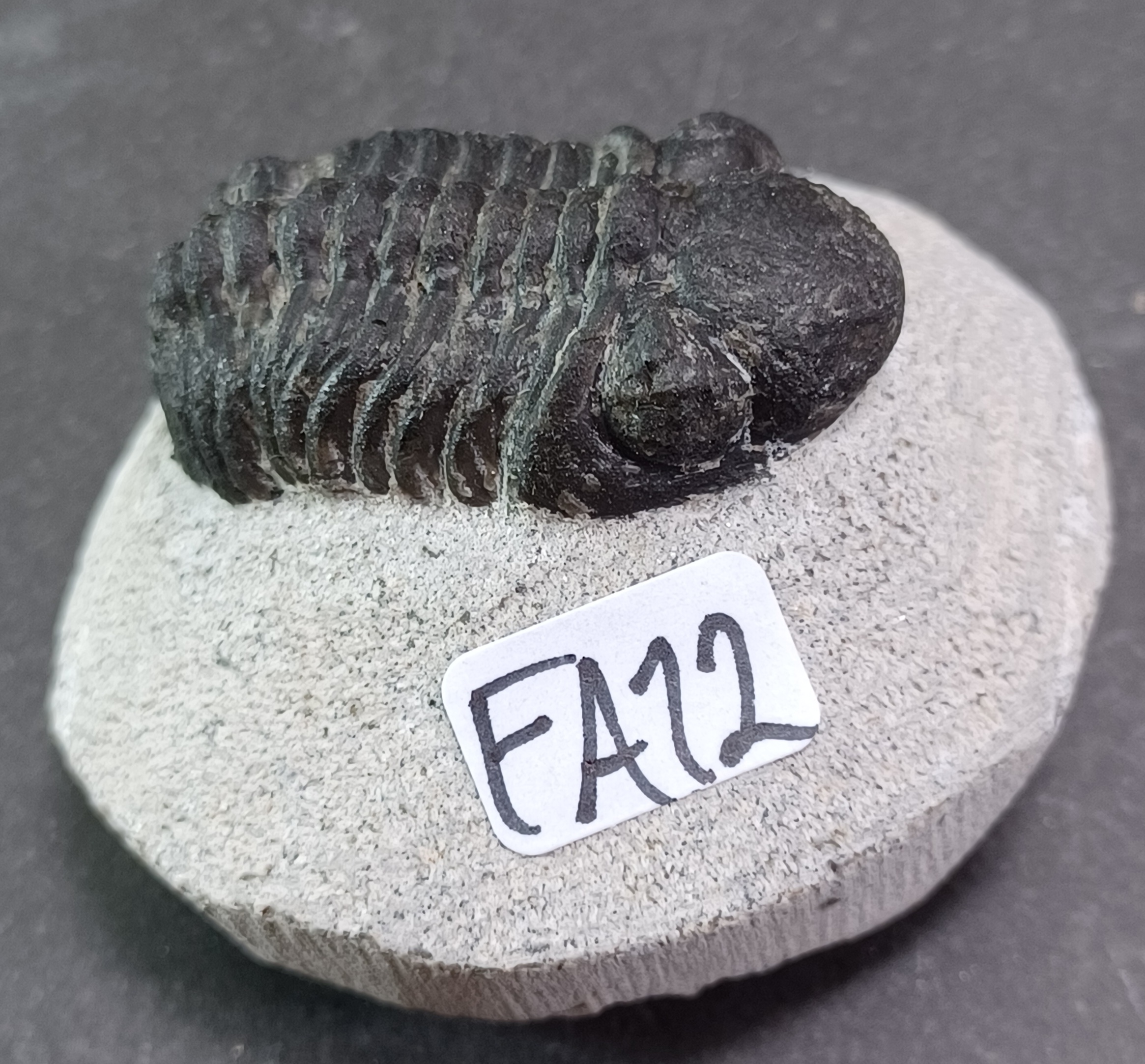 Trilobit Fossil i Grundsten - FA11-20 - 2