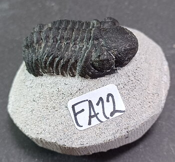 Trilobit Fossil i Grundsten - FA11-20
