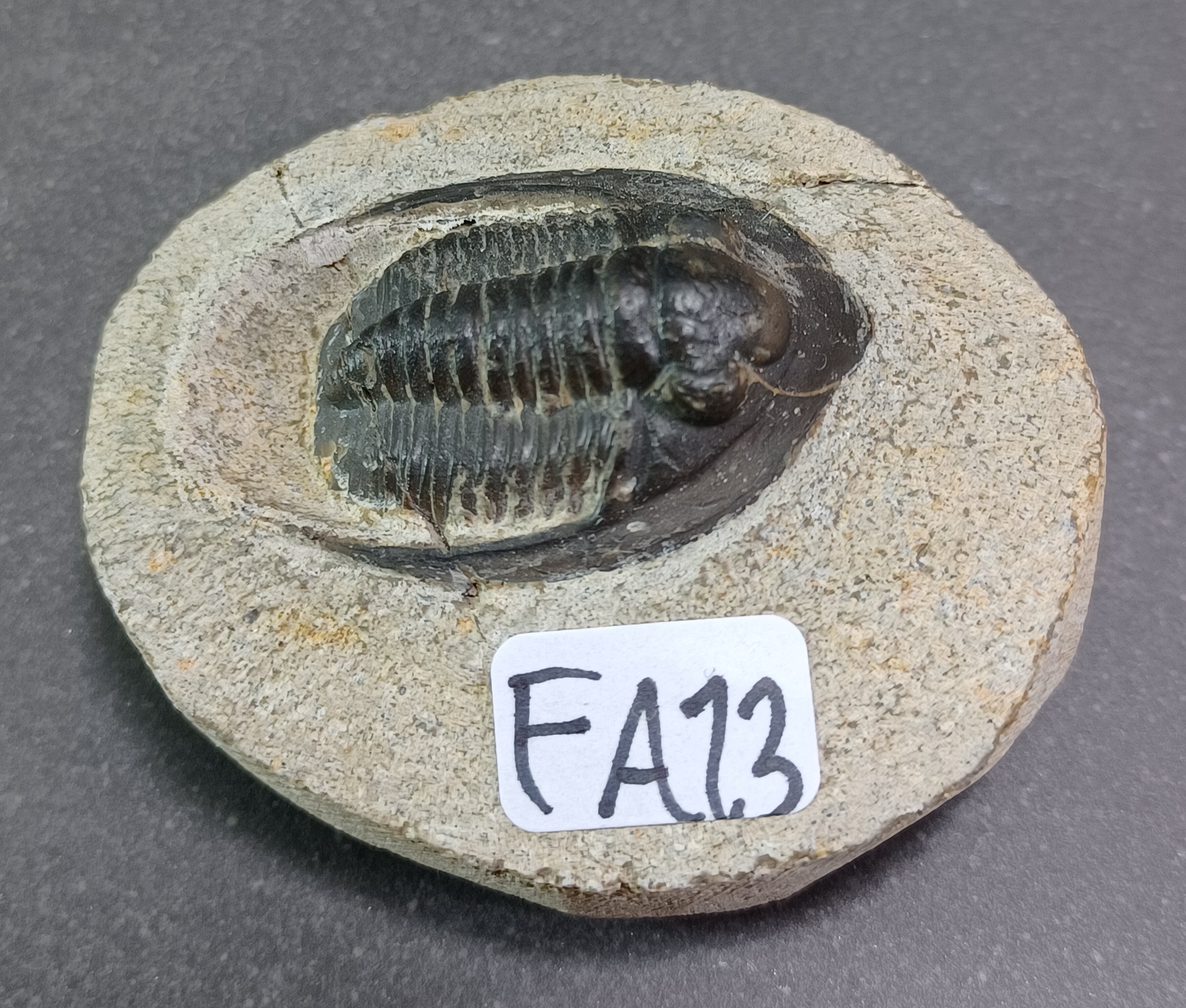 Trilobit Fossil i Grundsten - FA11-20 - 3