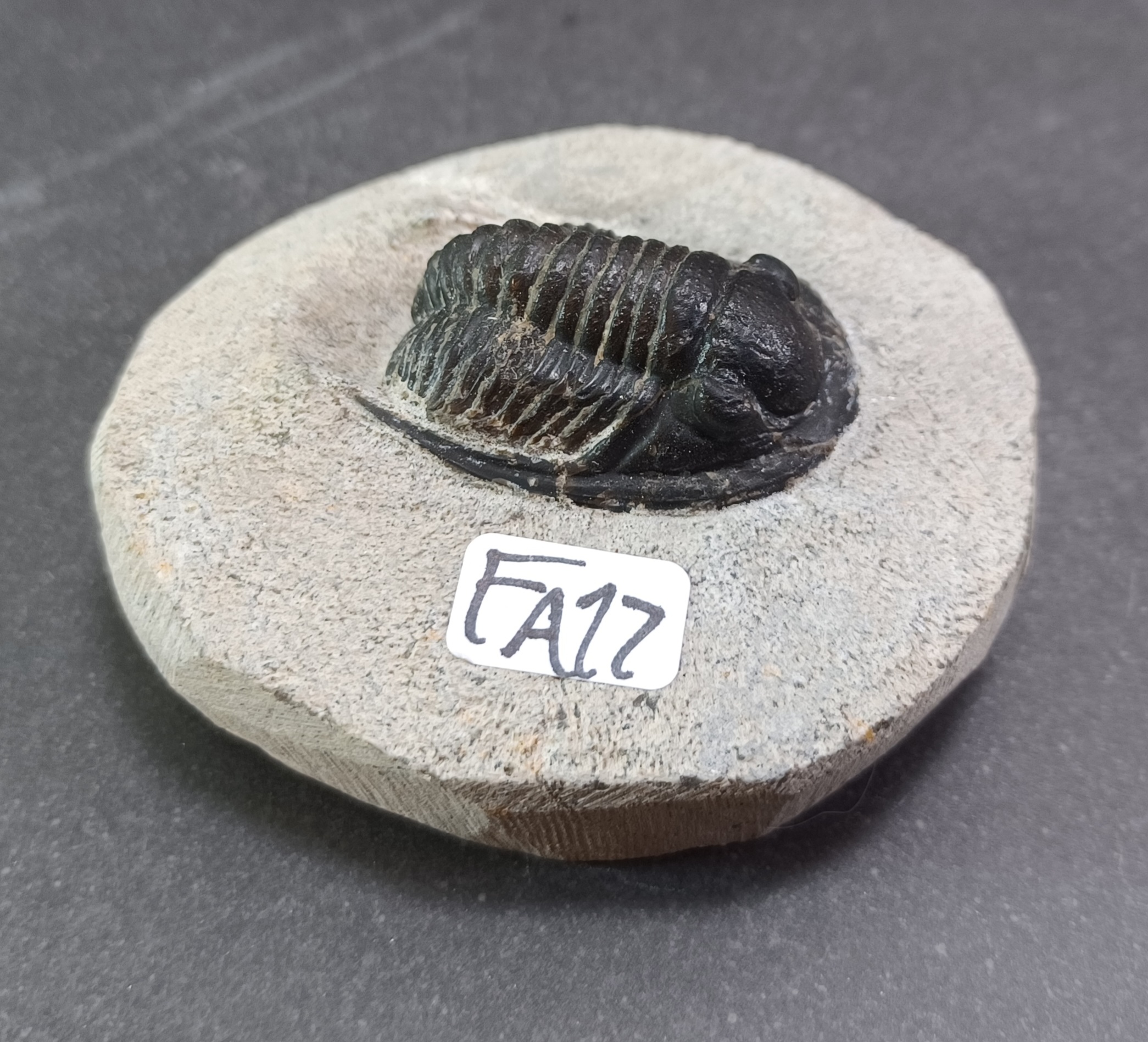 Trilobit Fossil i Grundsten - FA11-20 - 7