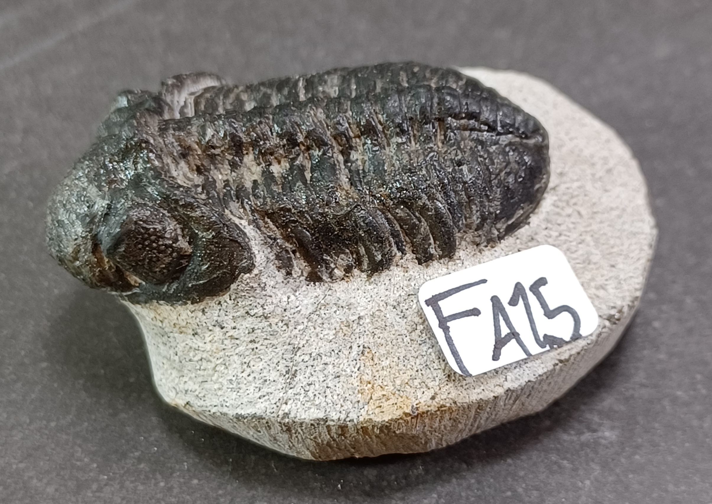 Trilobit Fossil i Grundsten - FA11-20 - 5