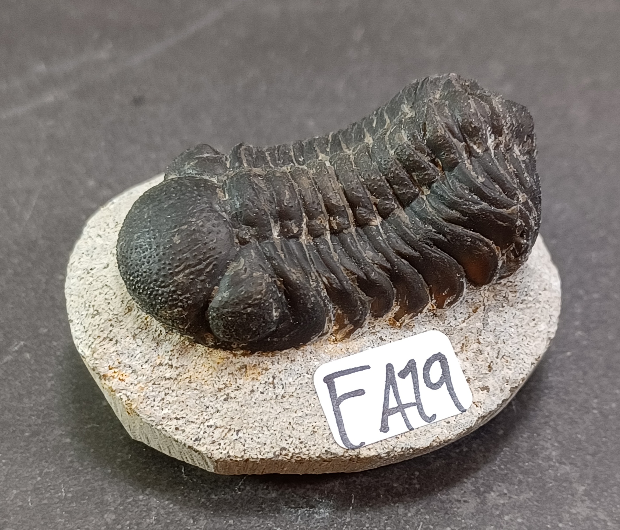 Trilobit Fossil i Grundsten - FA11-20 - 9