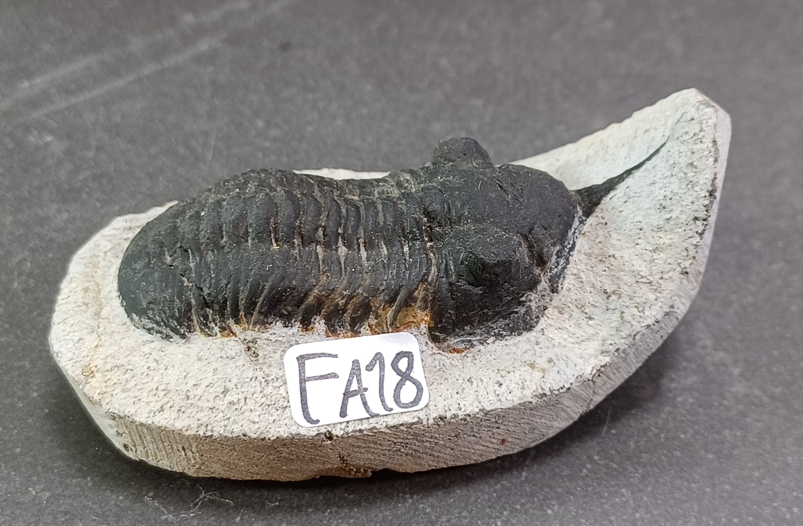 Trilobit Fossil i Grundsten - FA11-20 - 8