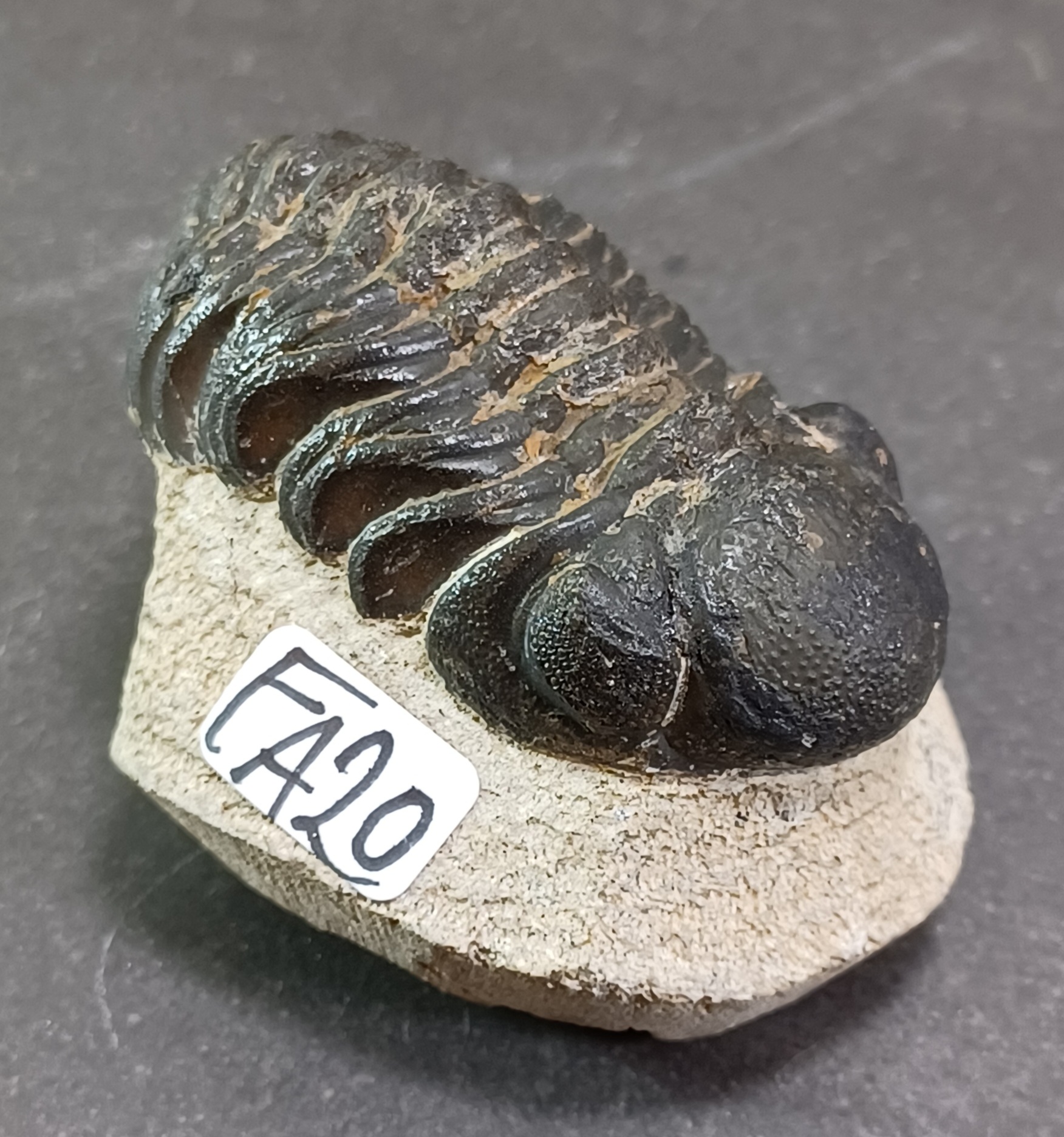Trilobit Fossil i Grundsten - FA11-20 - 10