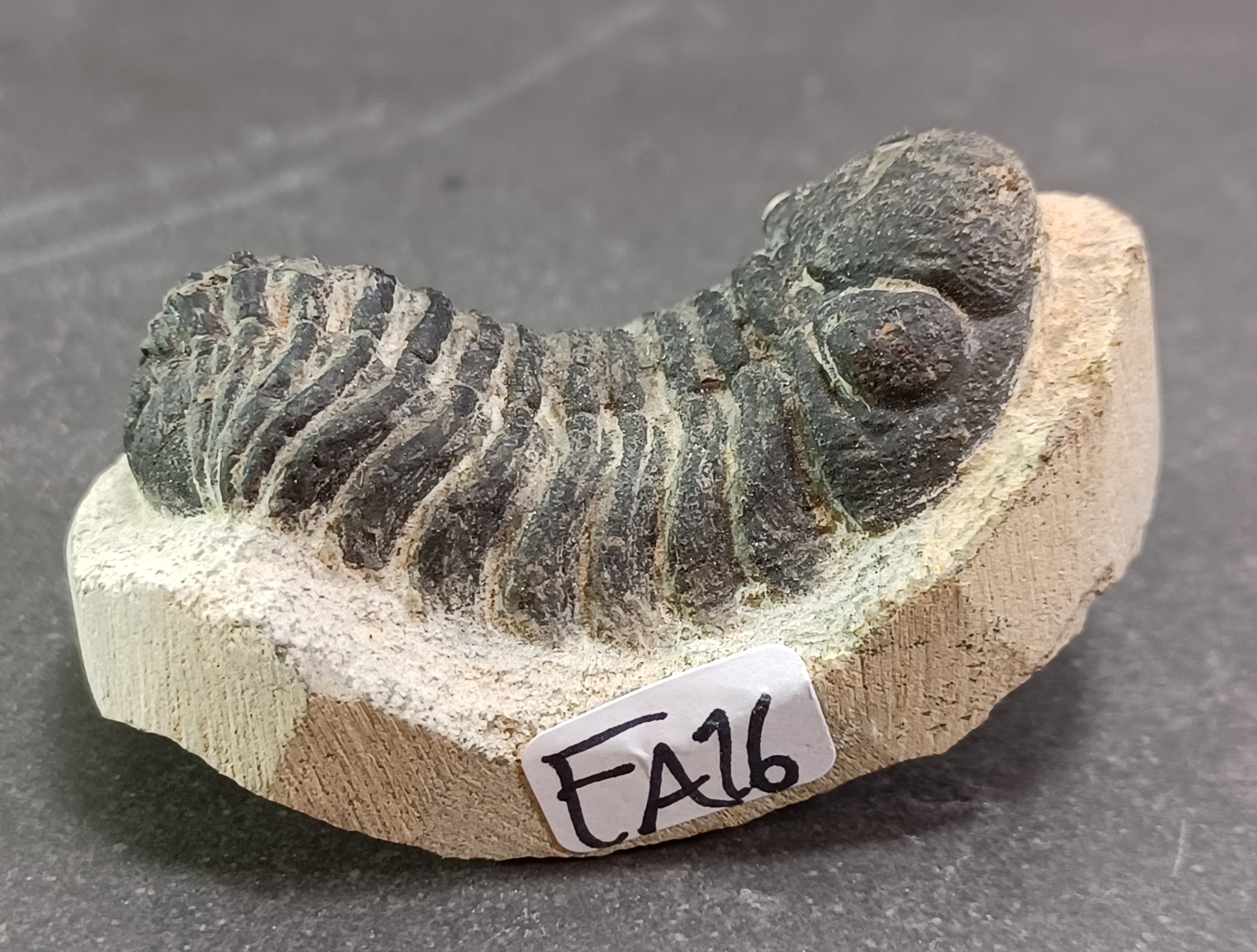 Trilobit Fossil i Grundsten - FA11-20 - 6