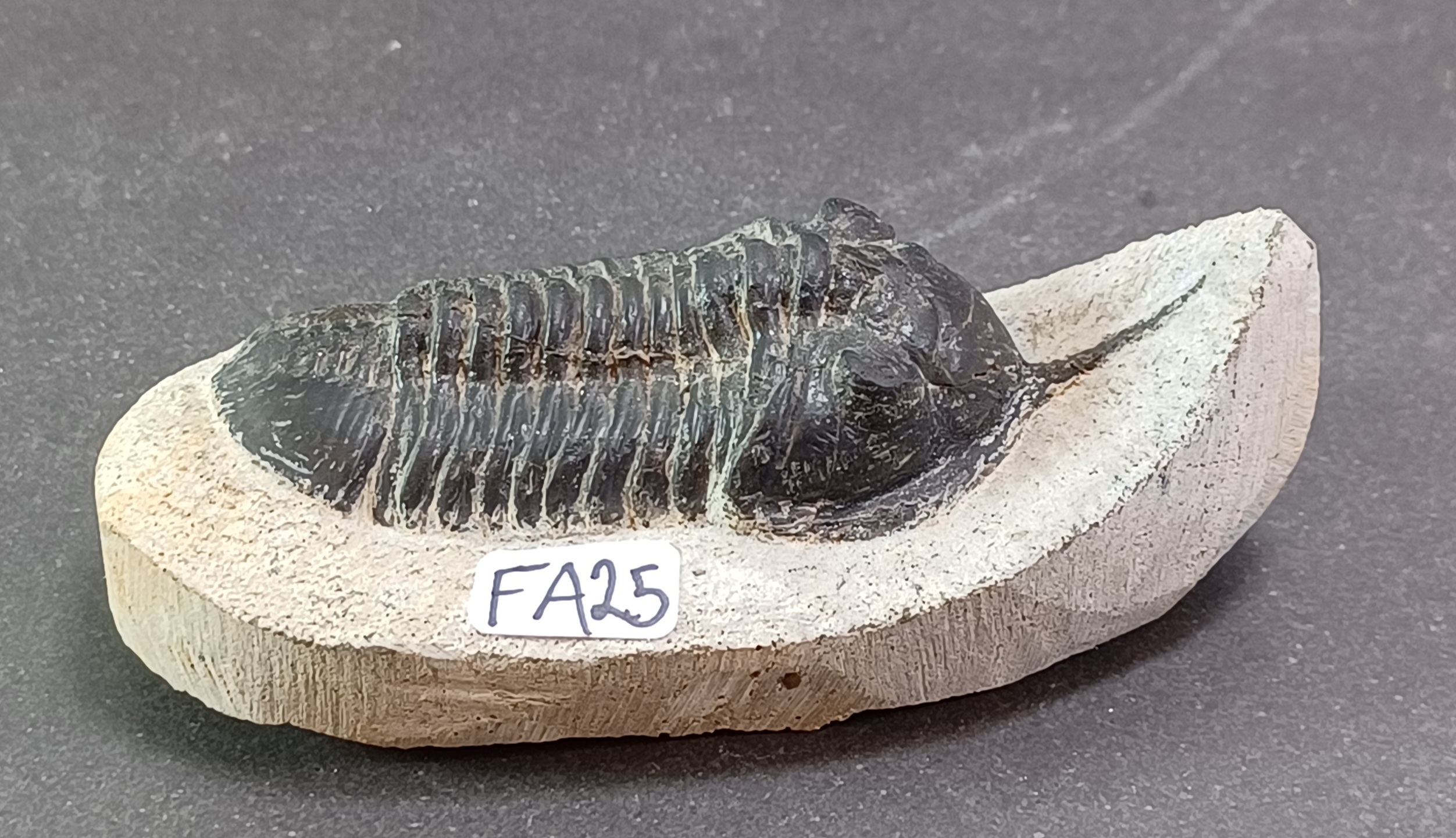 Trilobit Fossil i Grundsten - FA21-30 - 5