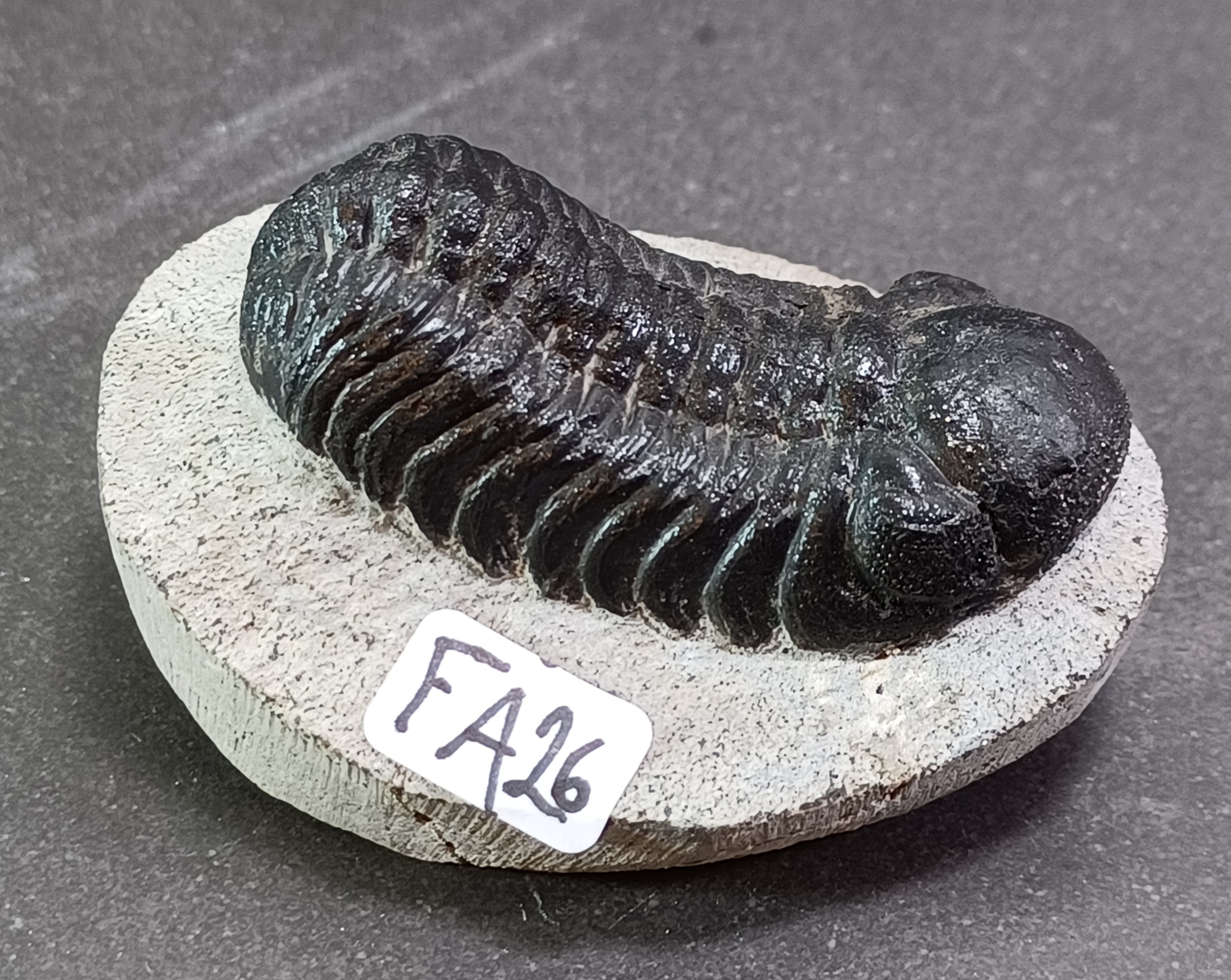 Trilobit Fossil i Grundsten - FA21-30 - 6