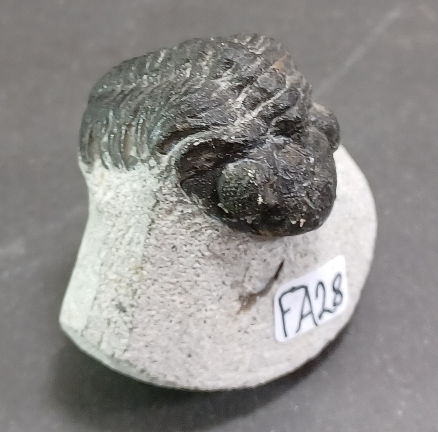 Trilobit Fossil i Grundsten - FA21-30 - 8