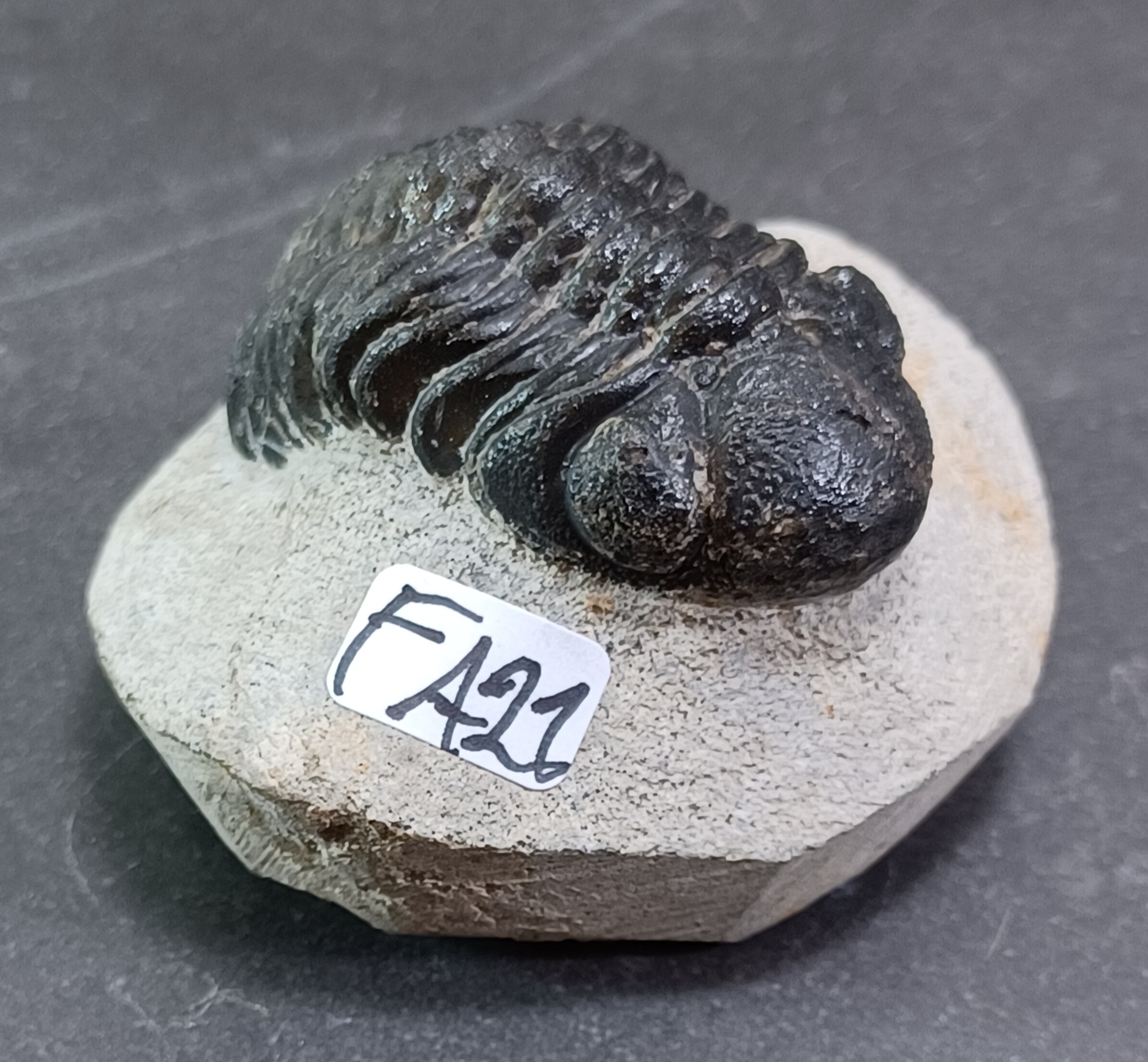Trilobit Fossil i Grundsten - FA21-30