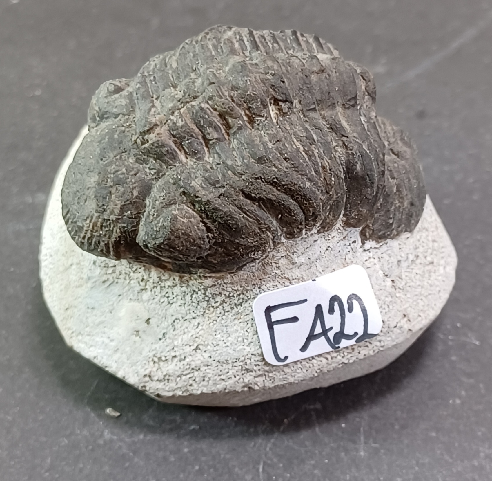 Trilobit Fossil i Grundsten - FA21-30 - 2