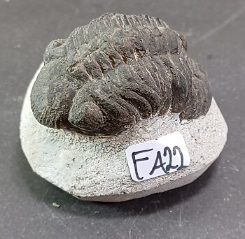 Trilobit Fossil i Grundsten - FA21-30