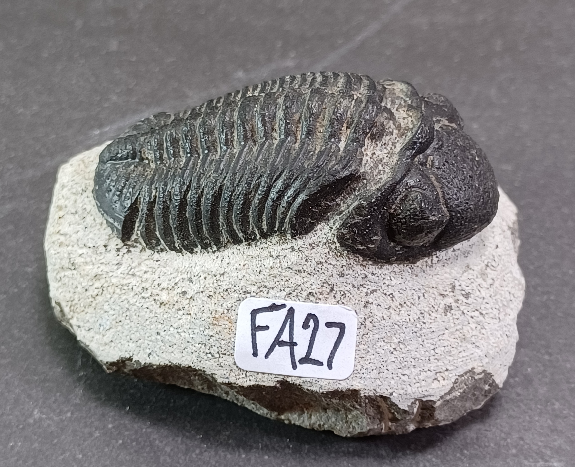 Trilobit Fossil i Grundsten - FA21-30 - 7
