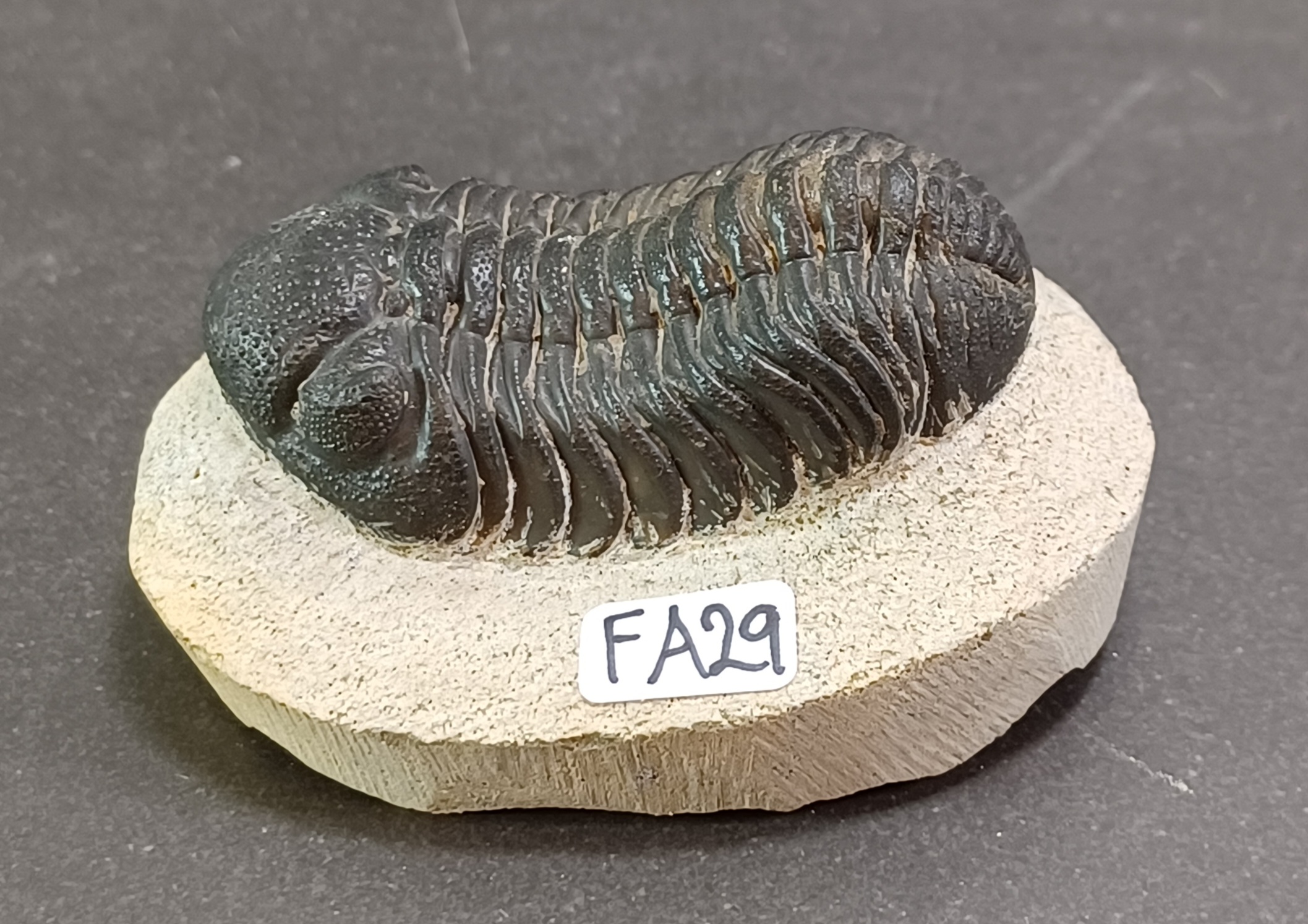 Trilobit Fossil i Grundsten - FA21-30 - 9