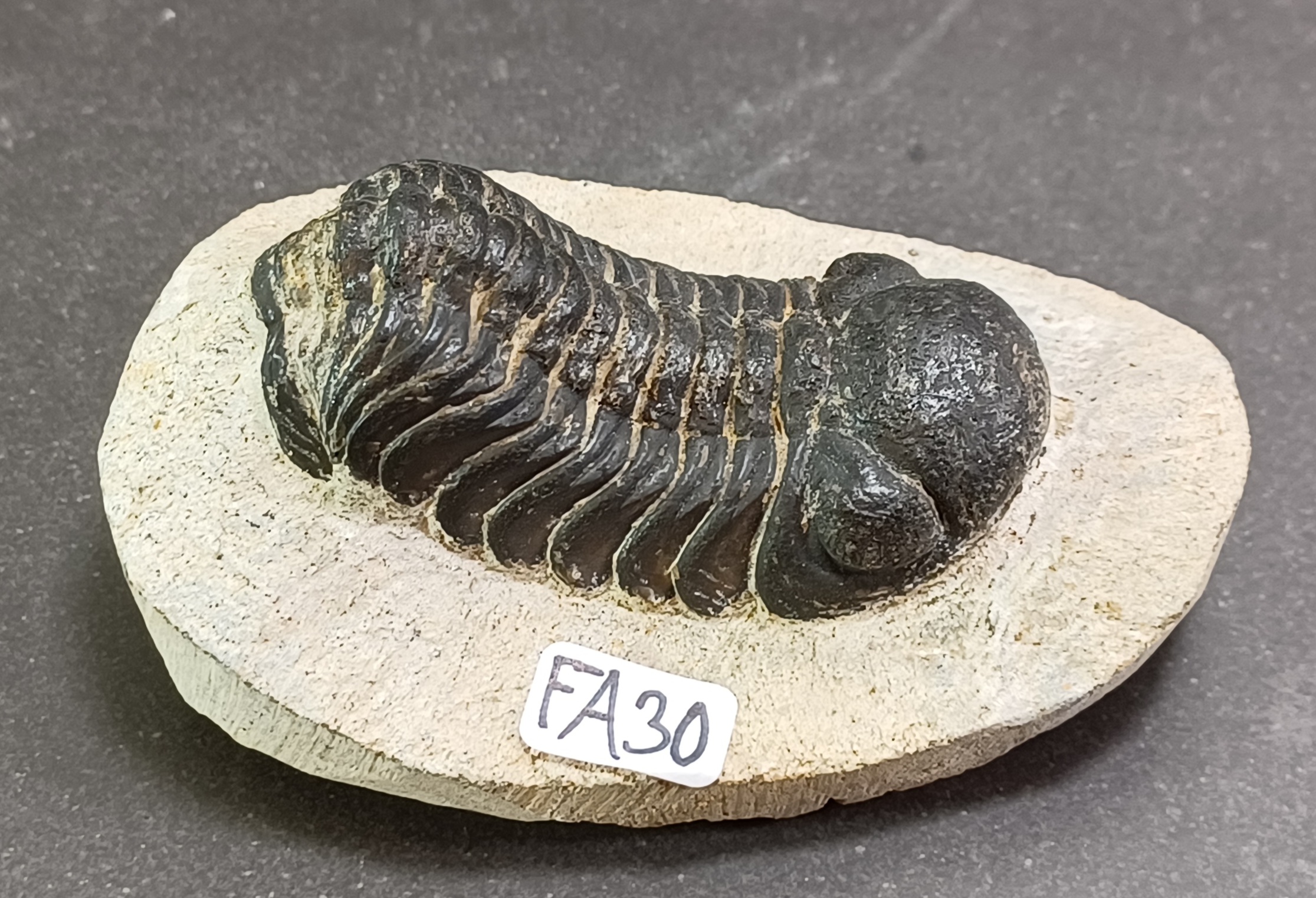 Trilobit Fossil i Grundsten - FA21-30 - 10