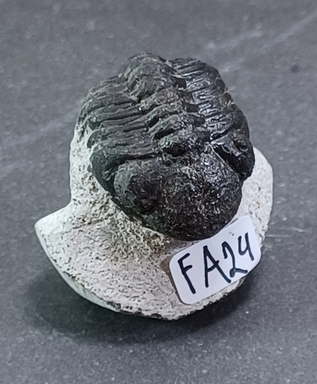 Trilobit Fossil i Grundsten - FA21-30 - 4