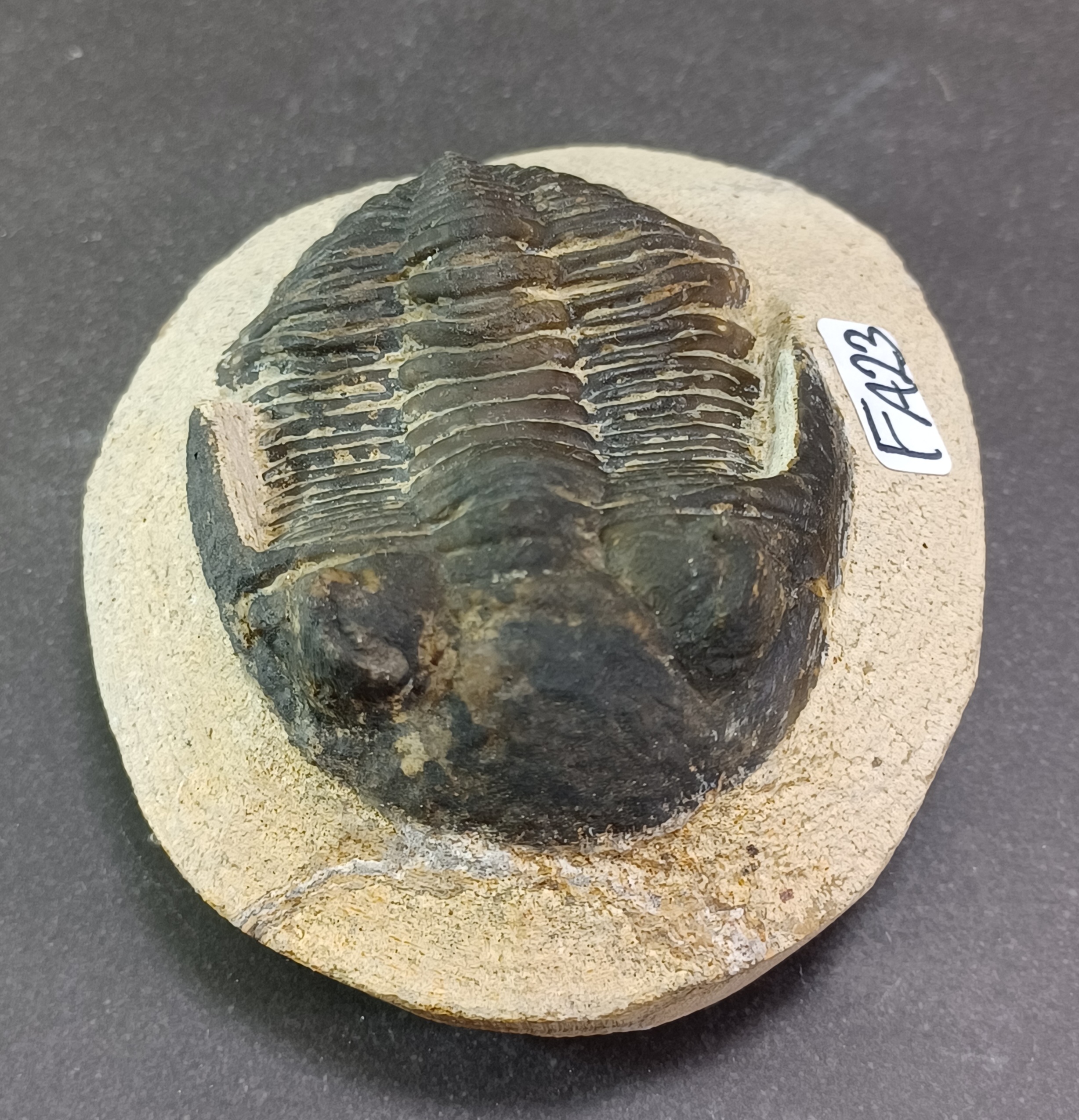 Trilobit Fossil i Grundsten - FA21-30 - 3