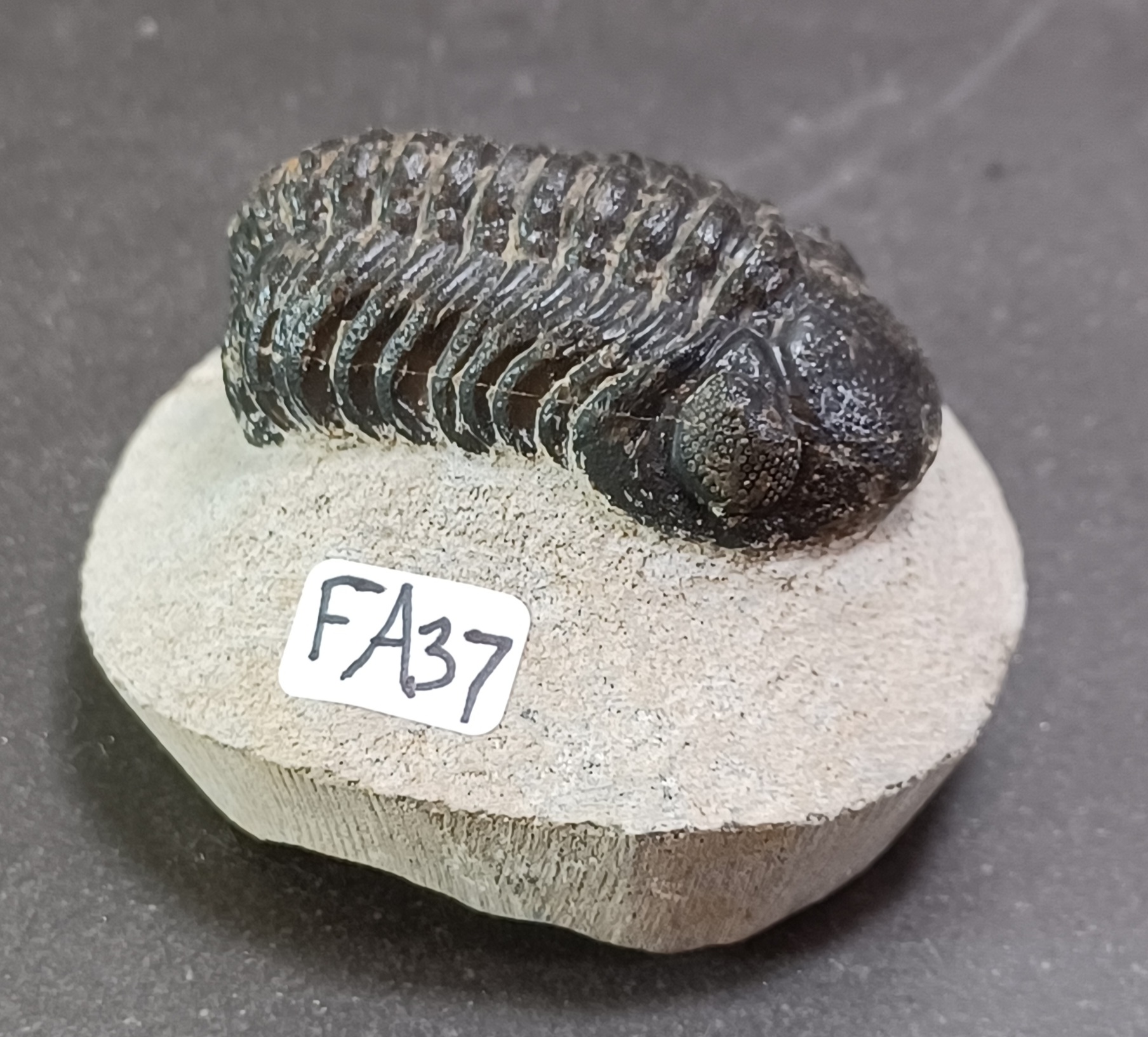 Trilobit Fossil i Grundsten - FA31-40 - 7