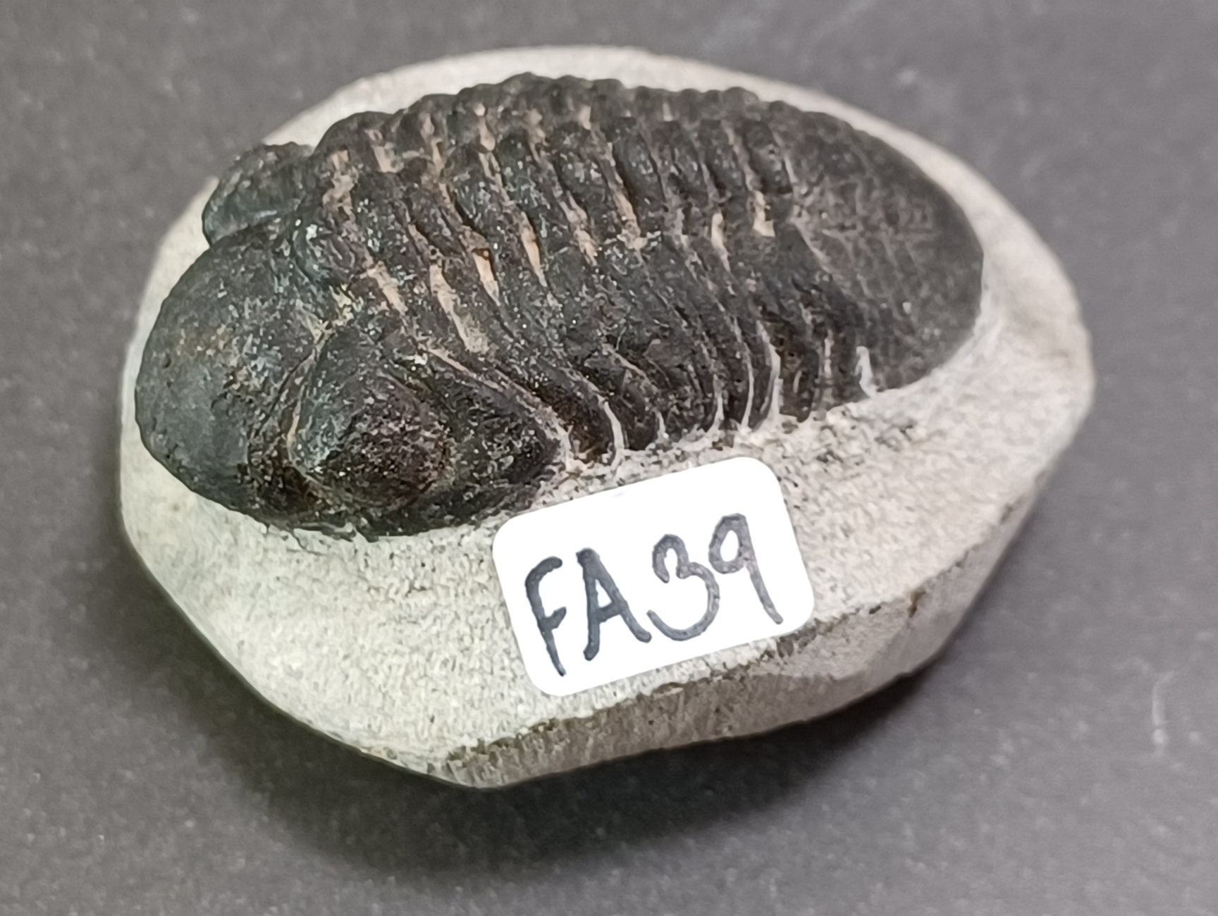 Trilobit Fossil i Grundsten - FA31-40 - 9
