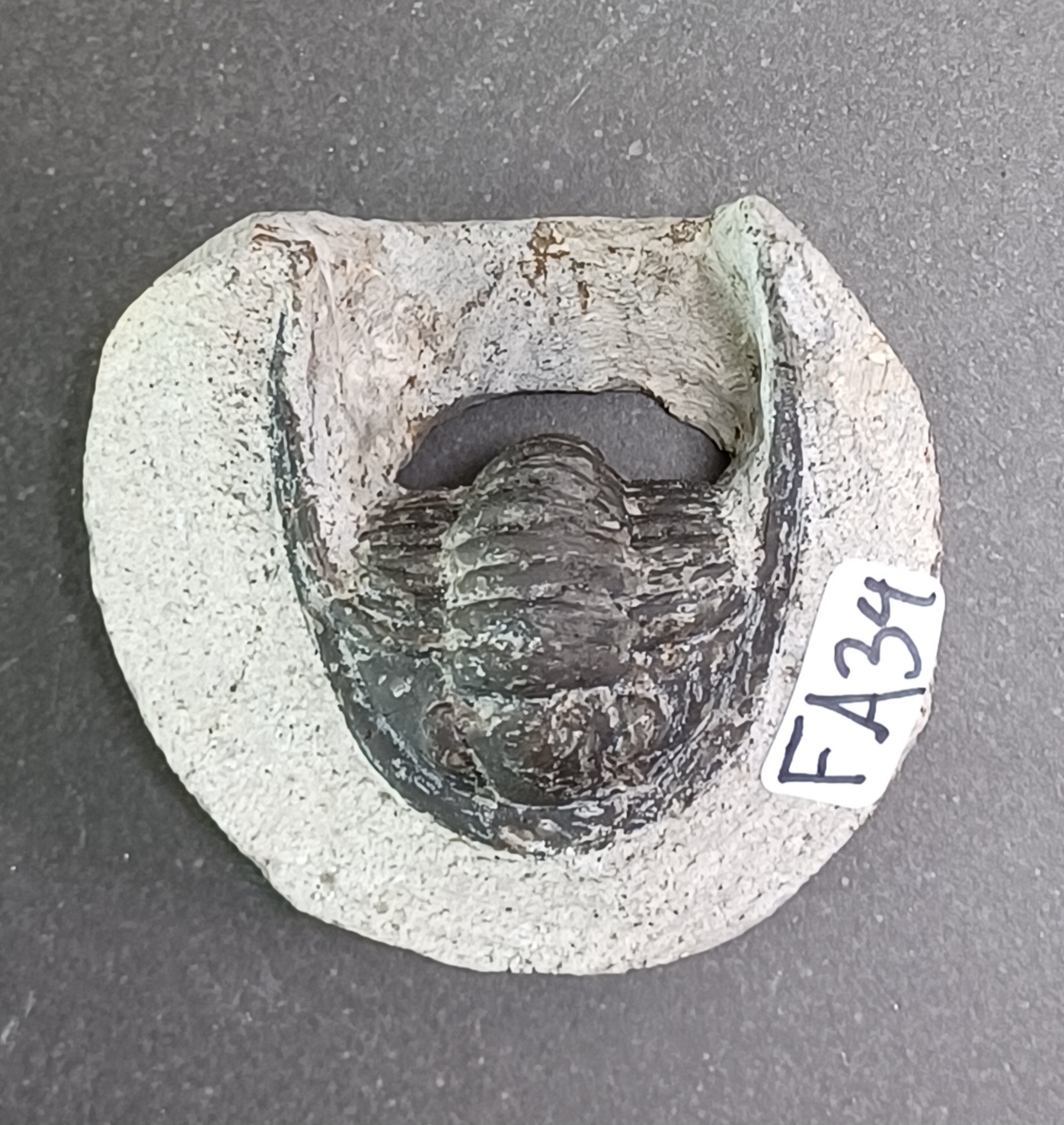 Trilobit Fossil i Grundsten - FA31-40 - 4
