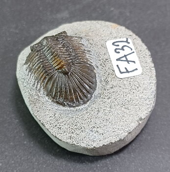 Trilobit Fossil i Grundsten - FA31-40