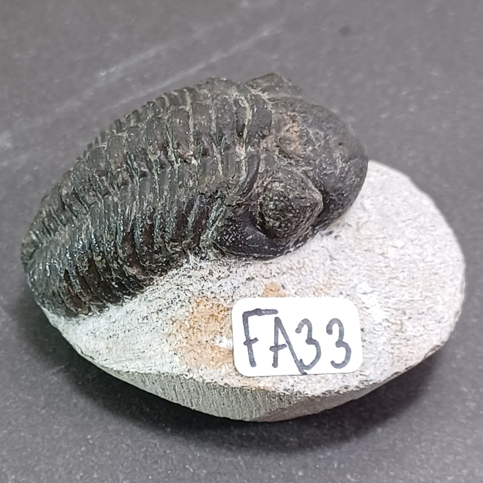 Trilobit Fossil i Grundsten - FA31-40 - 3
