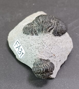 Trilobit Fossil i Grundsten - FA31-40