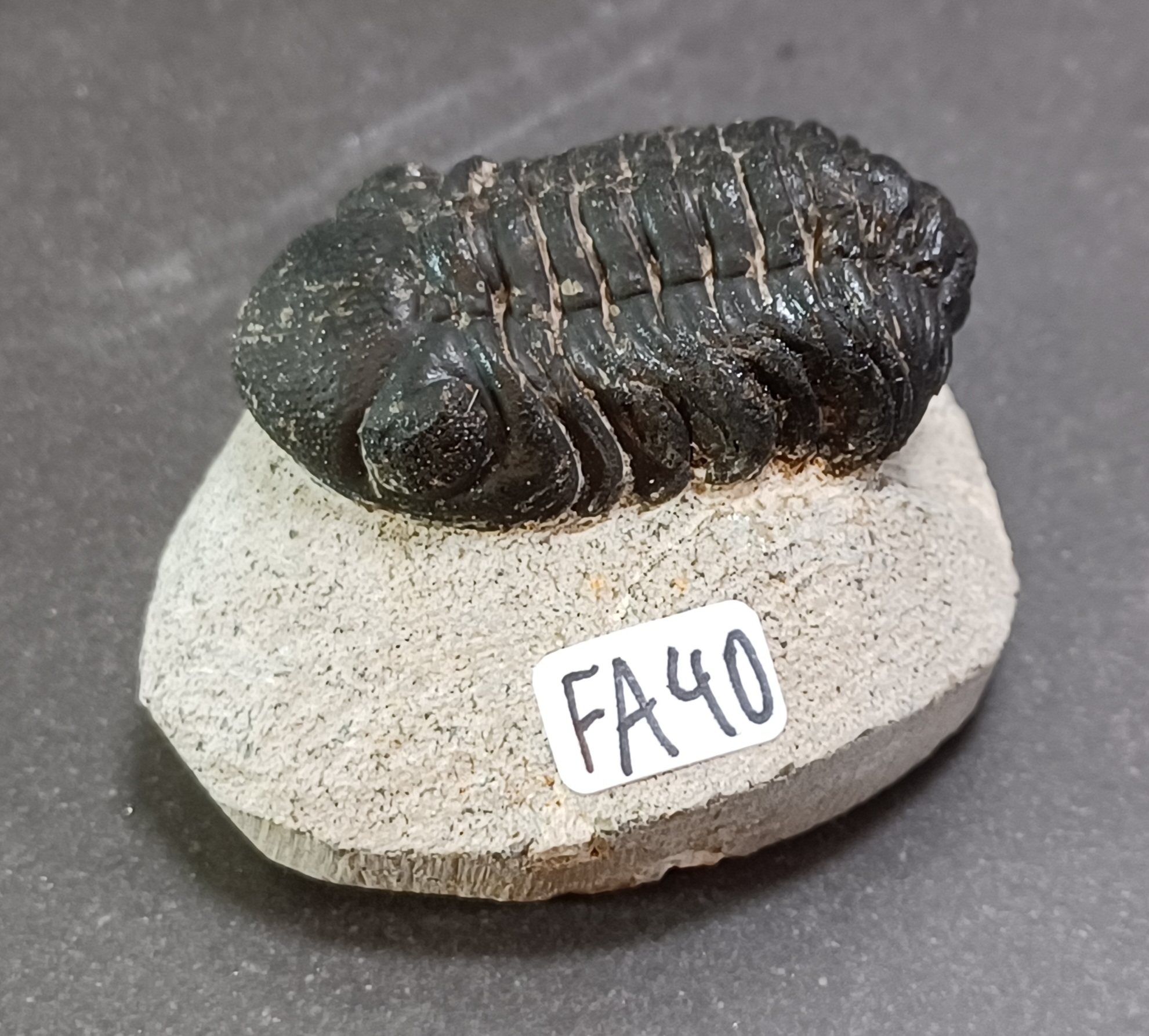 Trilobit Fossil i Grundsten - FA31-40 - 10