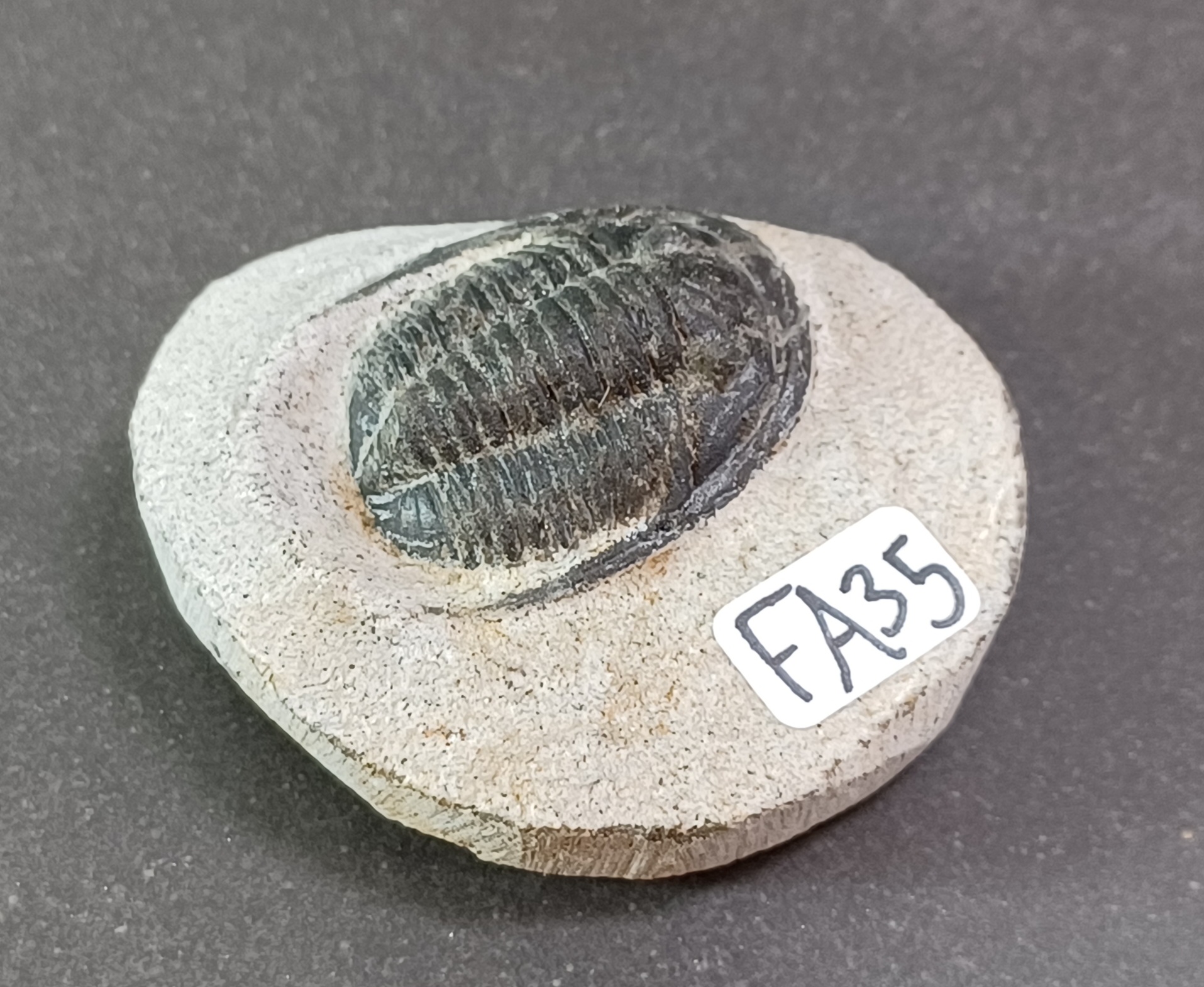 Trilobit Fossil i Grundsten - FA31-40 - 5