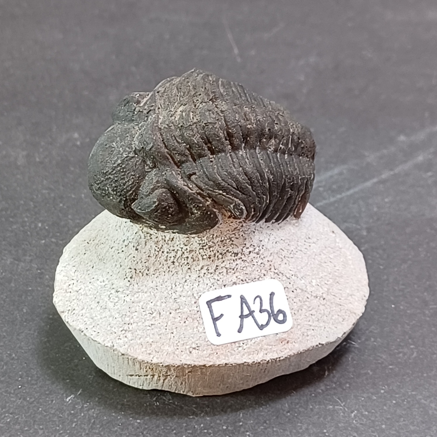Trilobit Fossil i Grundsten - FA31-40 - 6