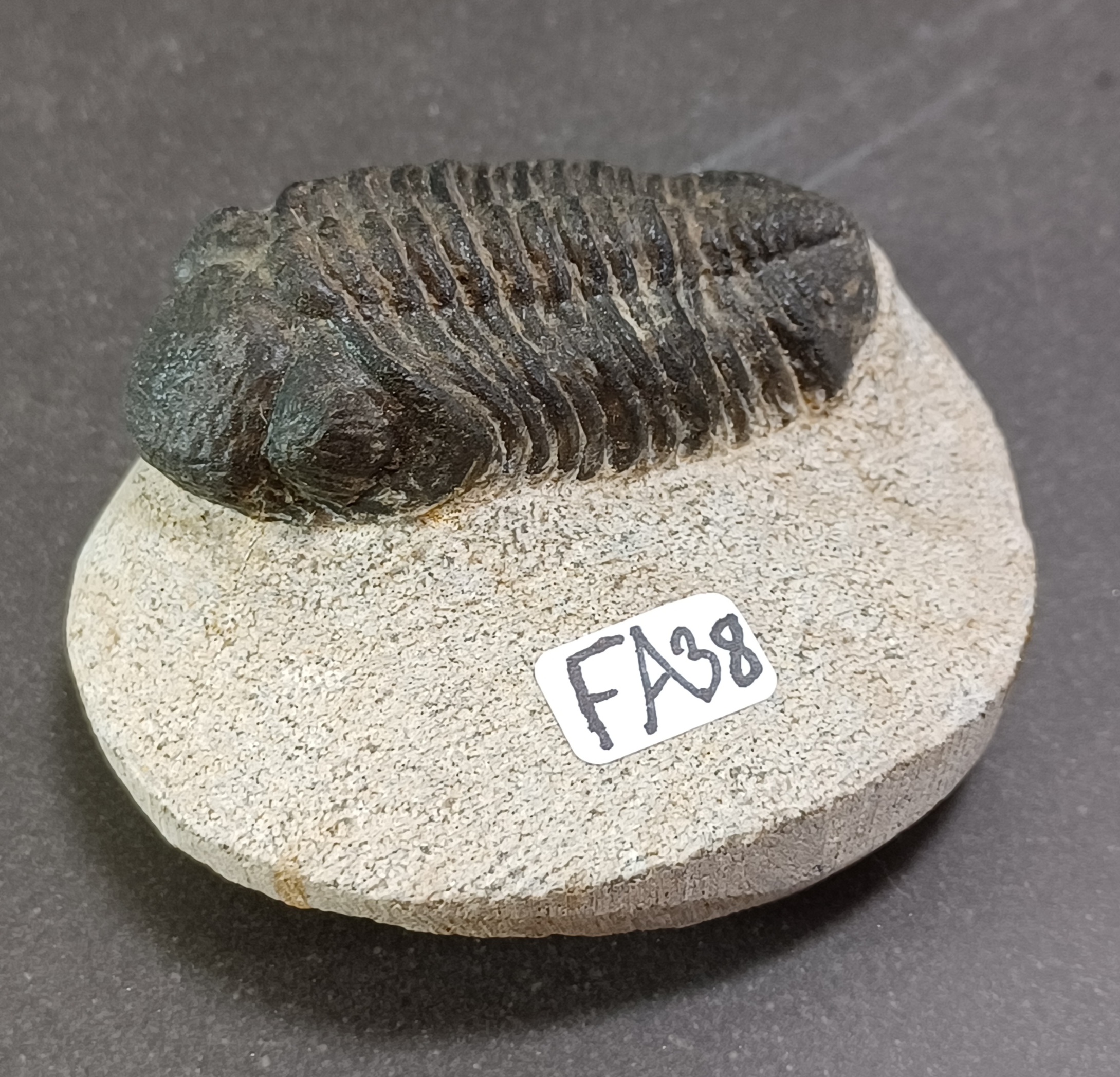 Trilobit Fossil i Grundsten - FA31-40 - 8