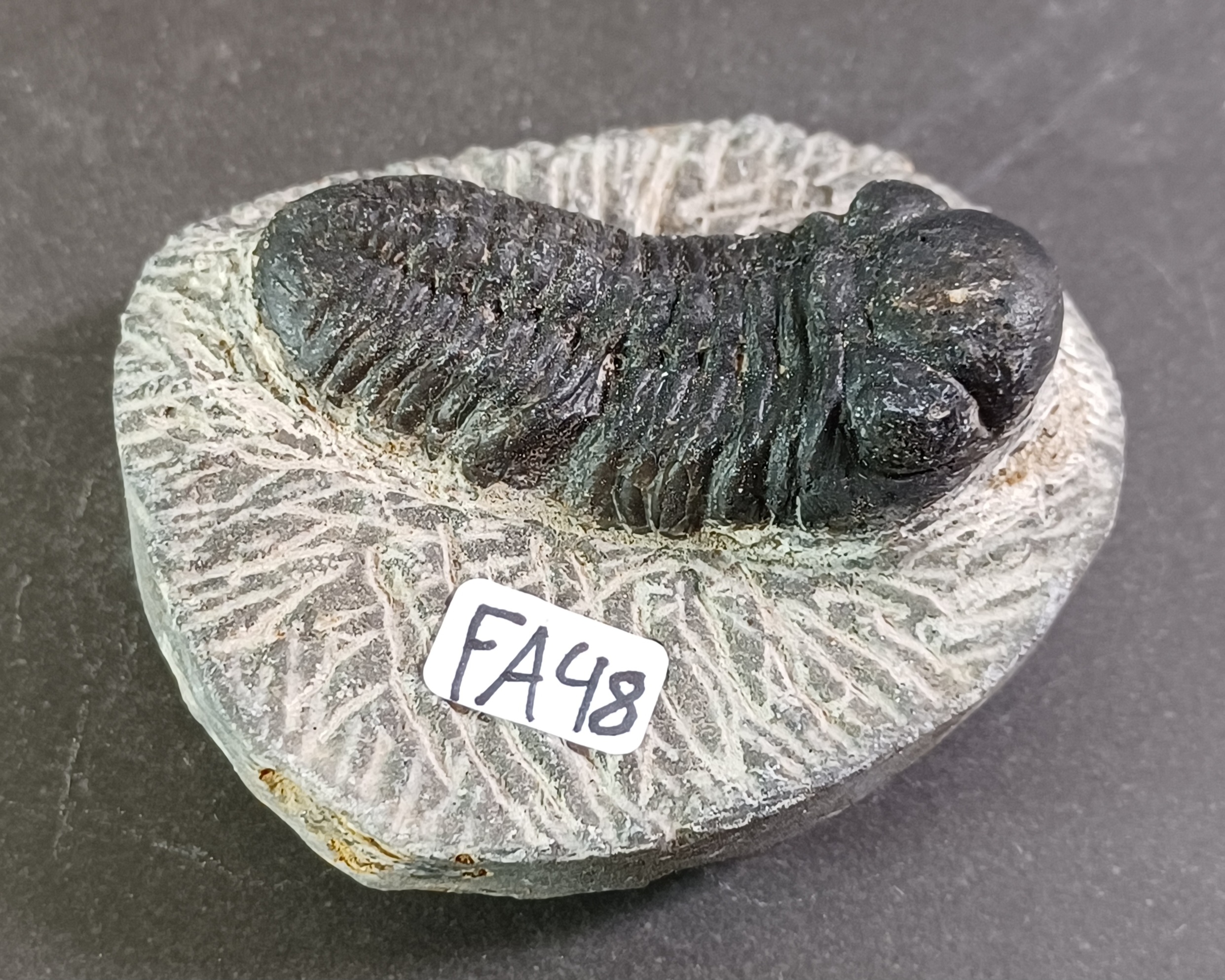 Trilobit Fossil i Grundsten - FA41-50 - 8