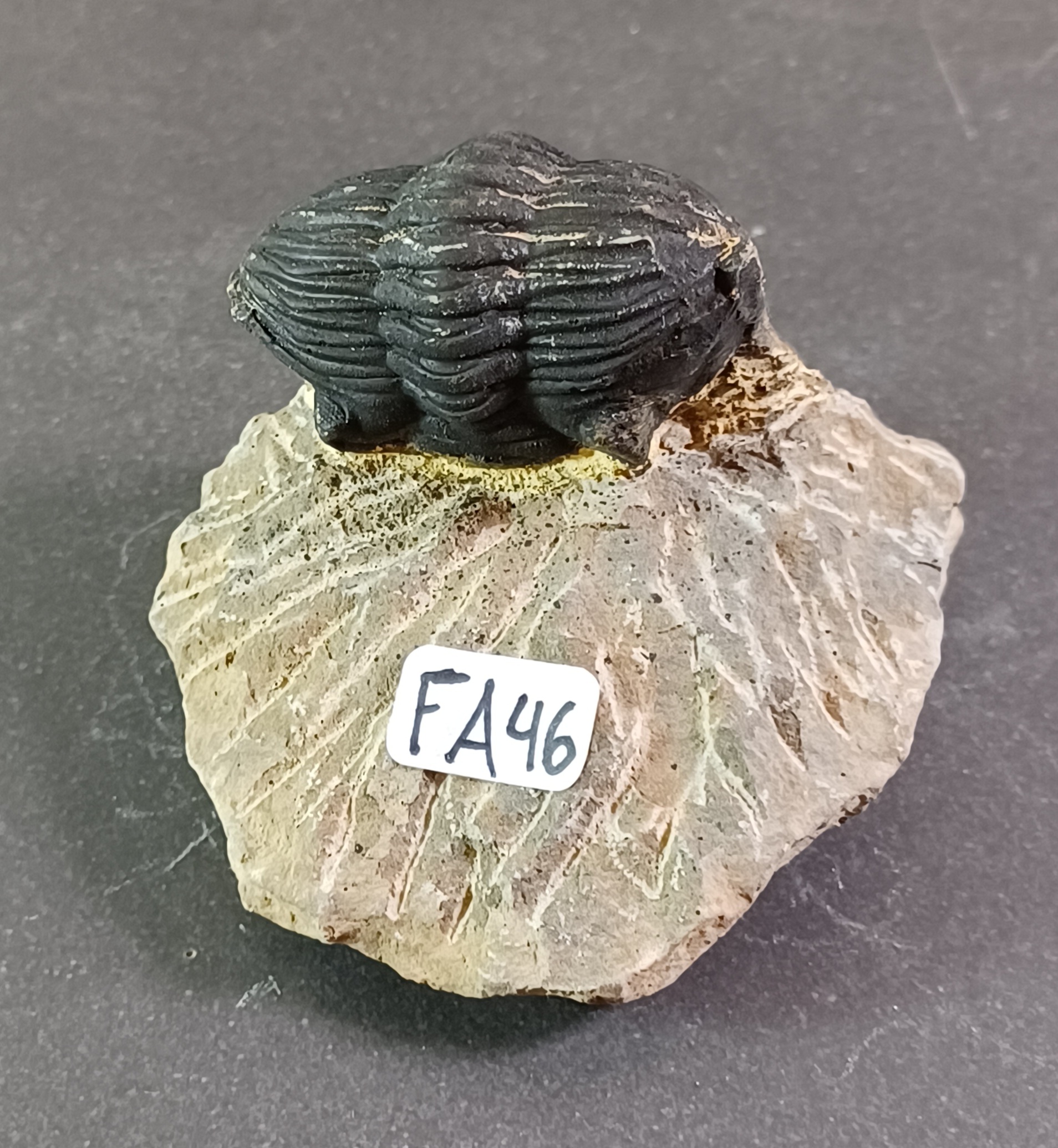 Trilobit Fossil i Grundsten - FA41-50 - 6