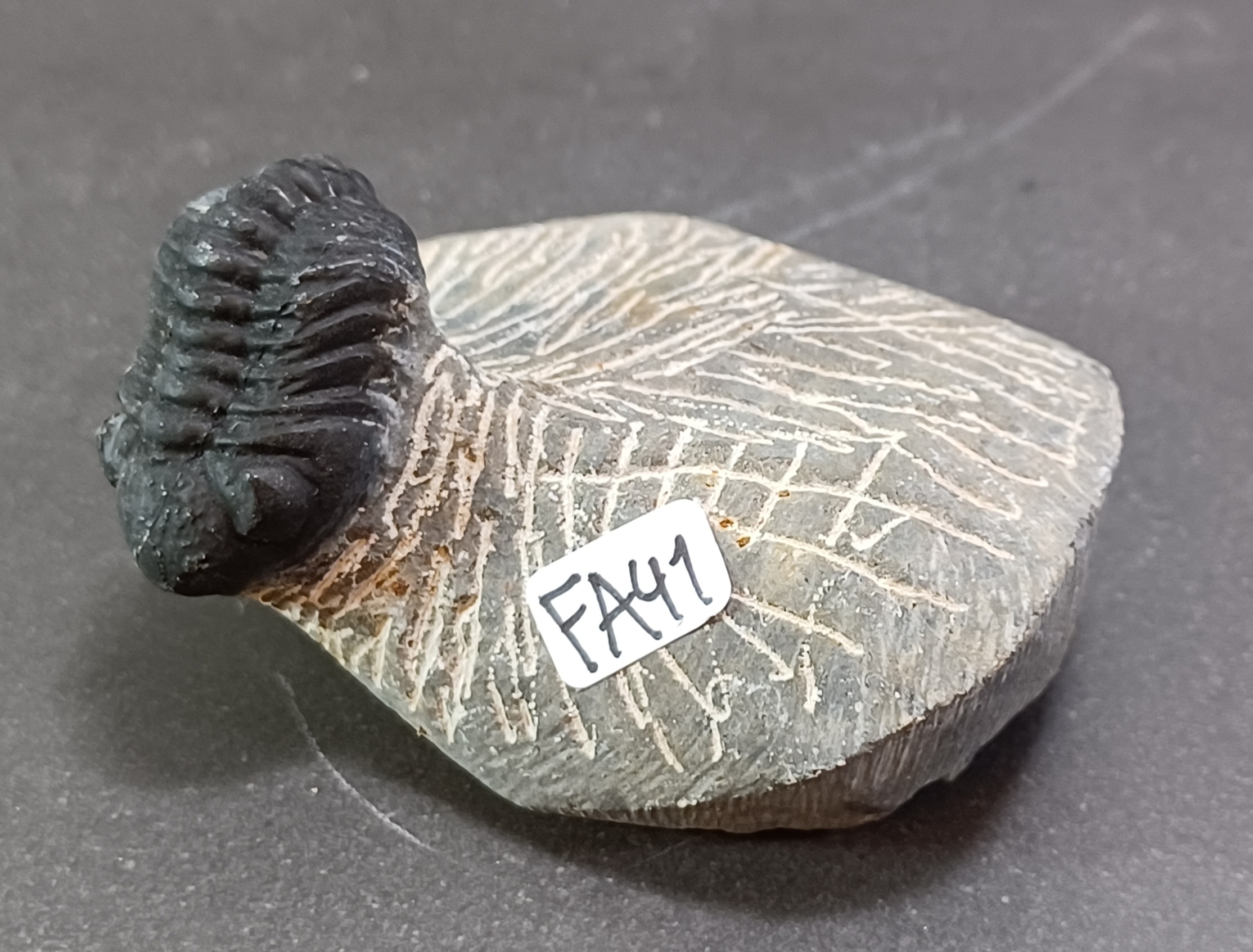 Trilobit Fossil i Grundsten - FA41-50