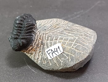 Trilobit Fossil i Grundsten - FA41-50