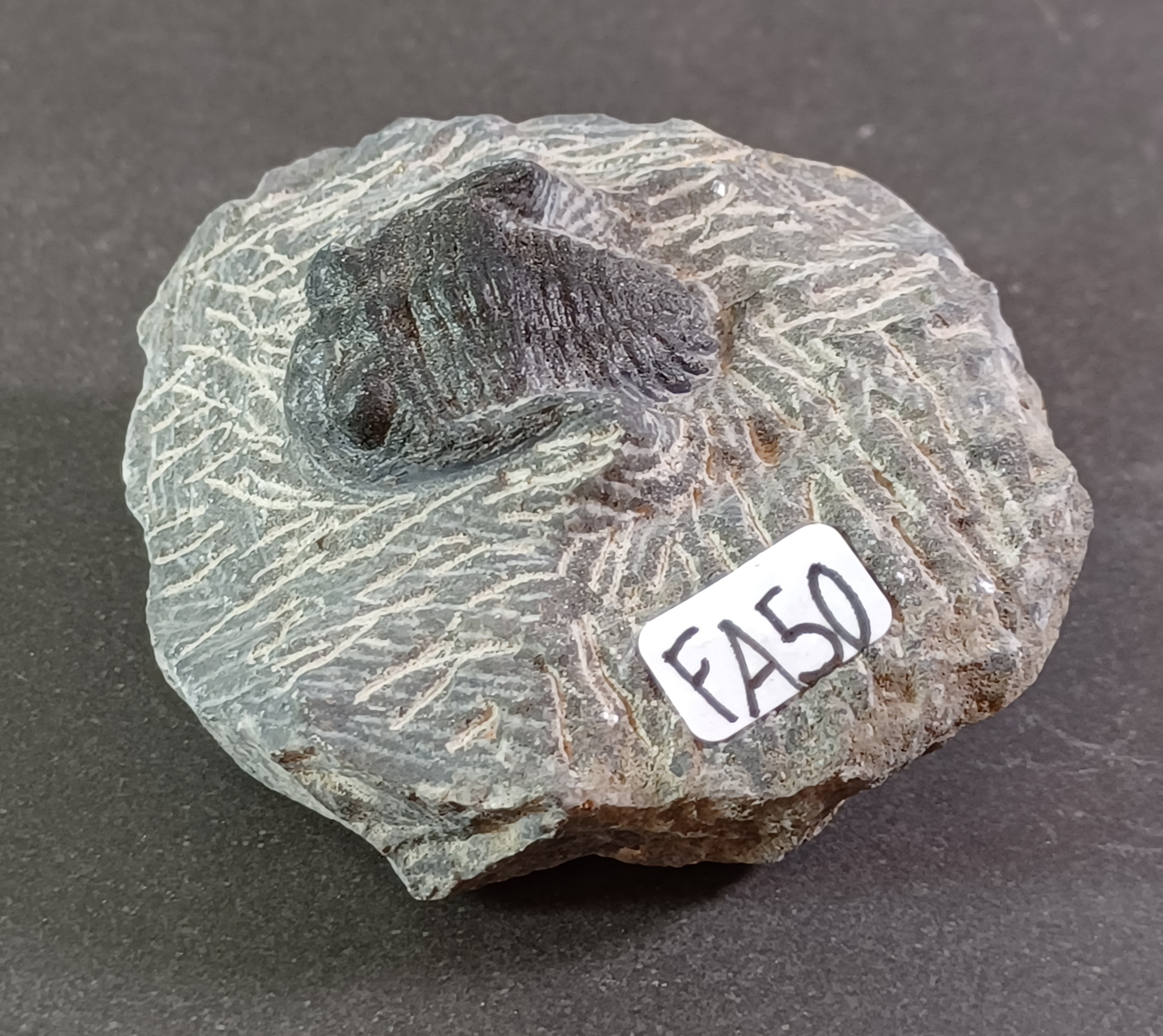 Trilobit Fossil i Grundsten - FA41-50 - 10