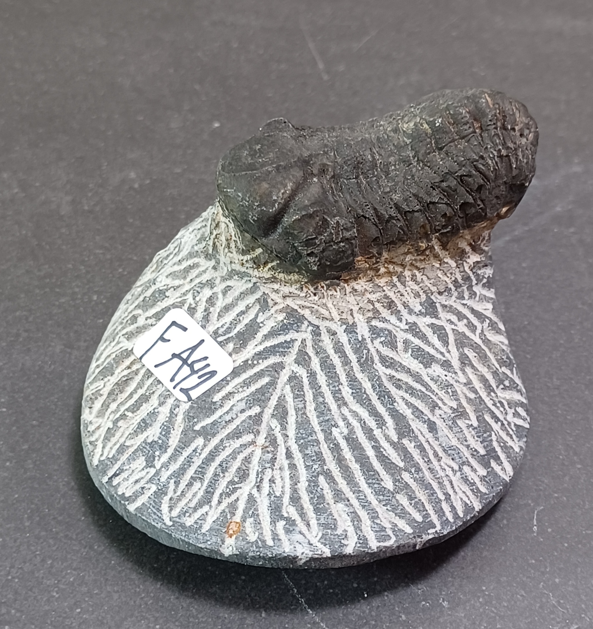 Trilobit Fossil i Grundsten - FA41-50 - 2