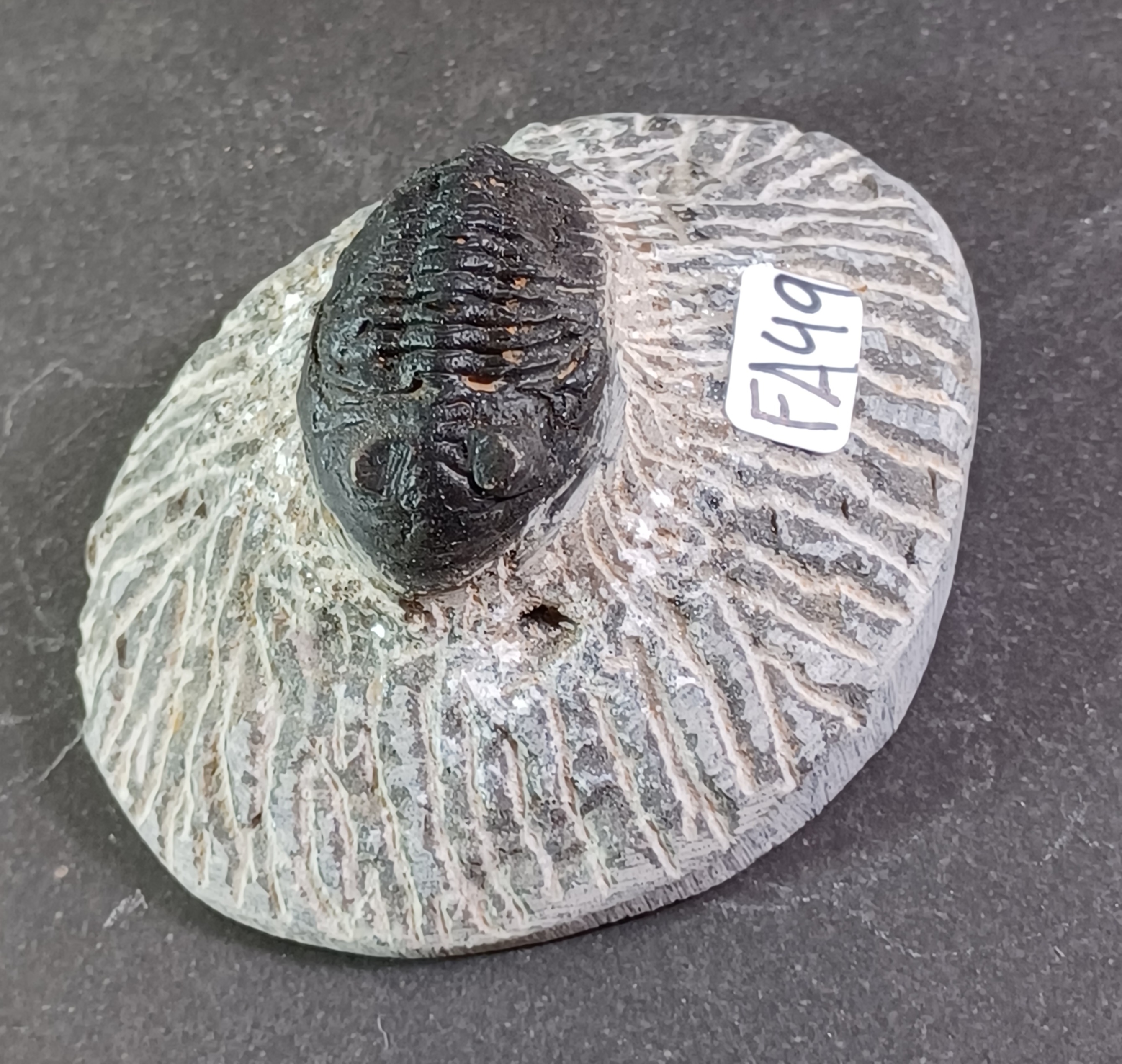Trilobit Fossil i Grundsten - FA41-50 - 9