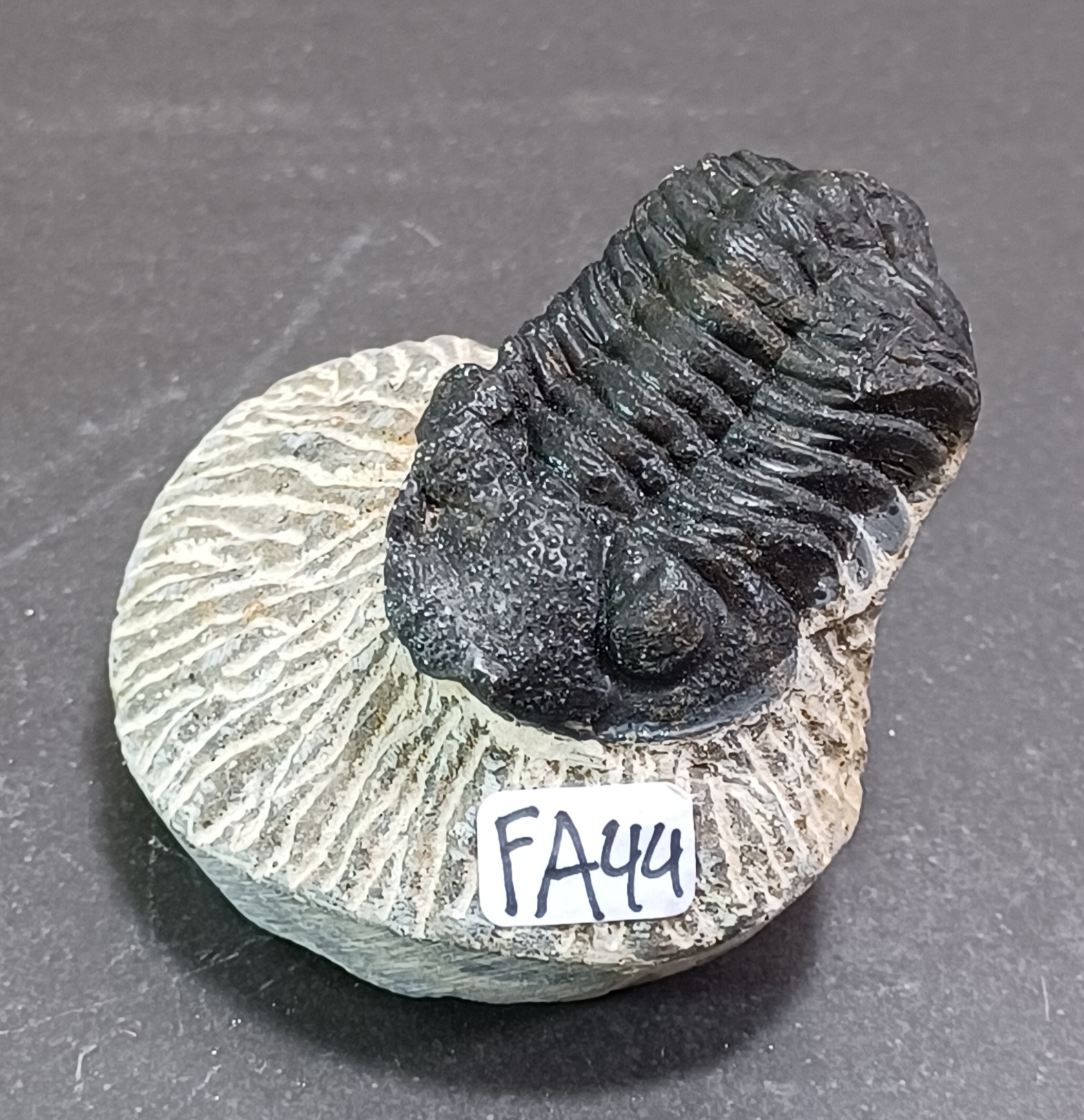 Trilobit Fossil i Grundsten - FA41-50 - 4