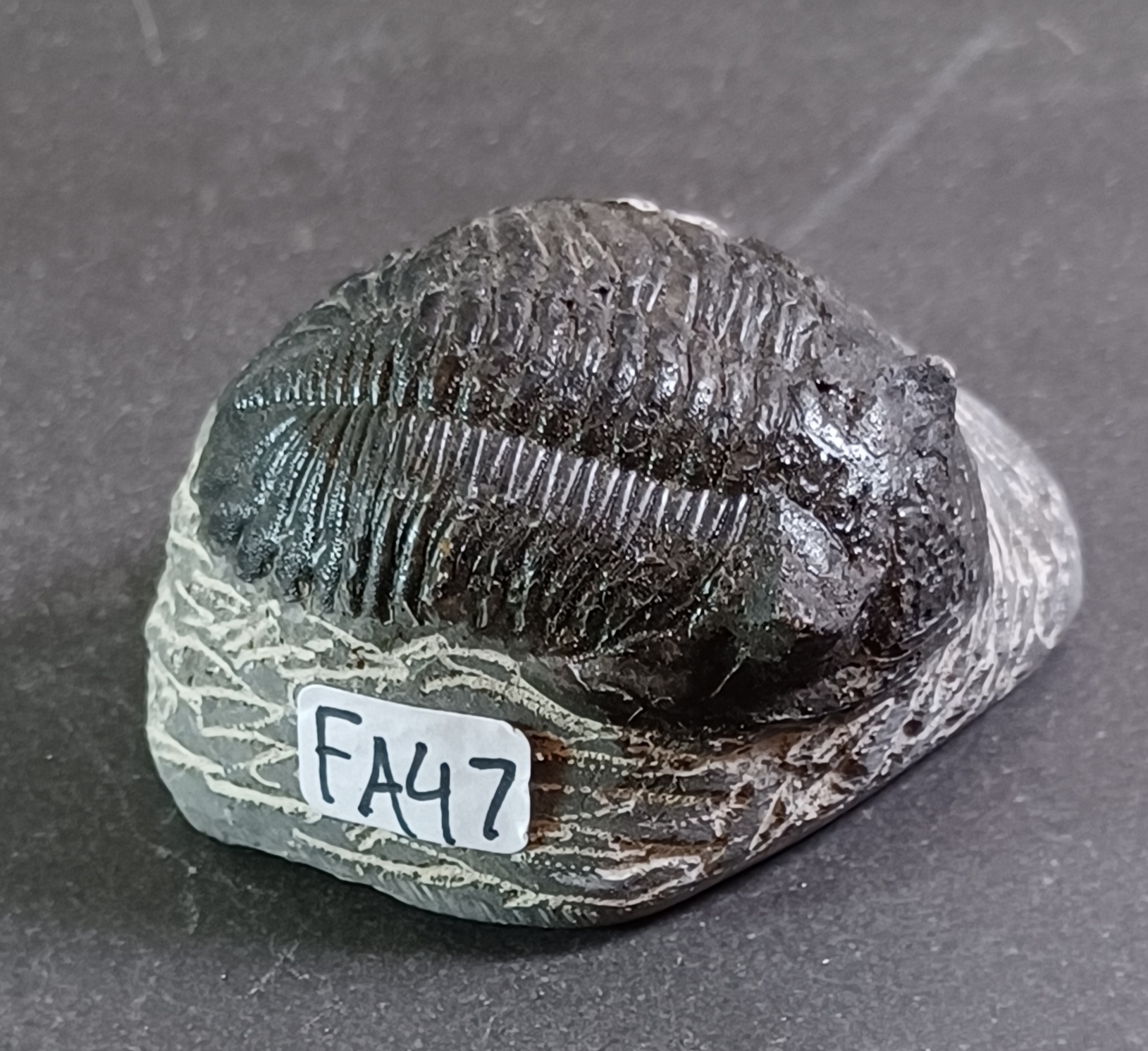 Trilobit Fossil i Grundsten - FA41-50 - 7