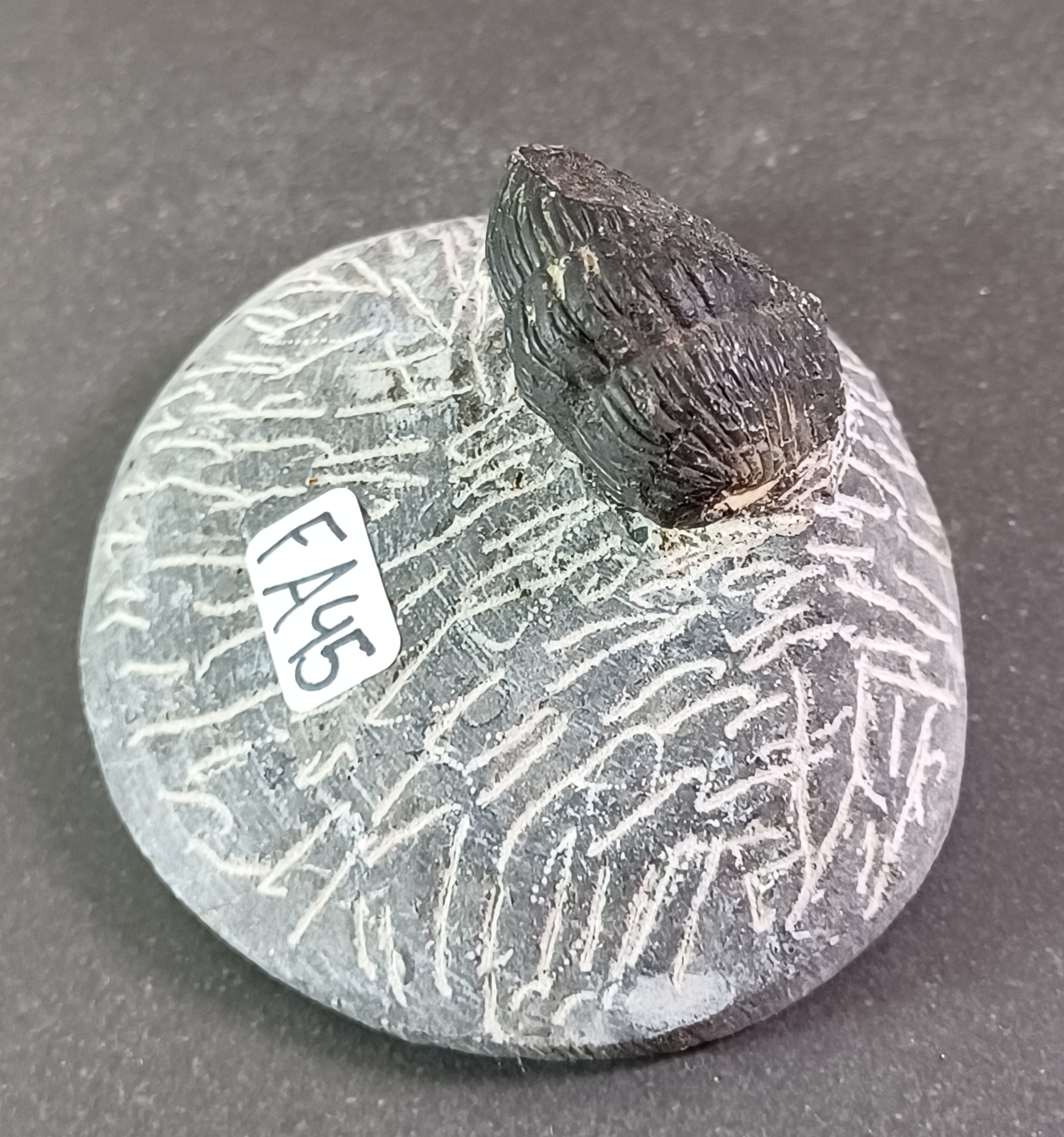 Trilobit Fossil i Grundsten - FA41-50 - 5