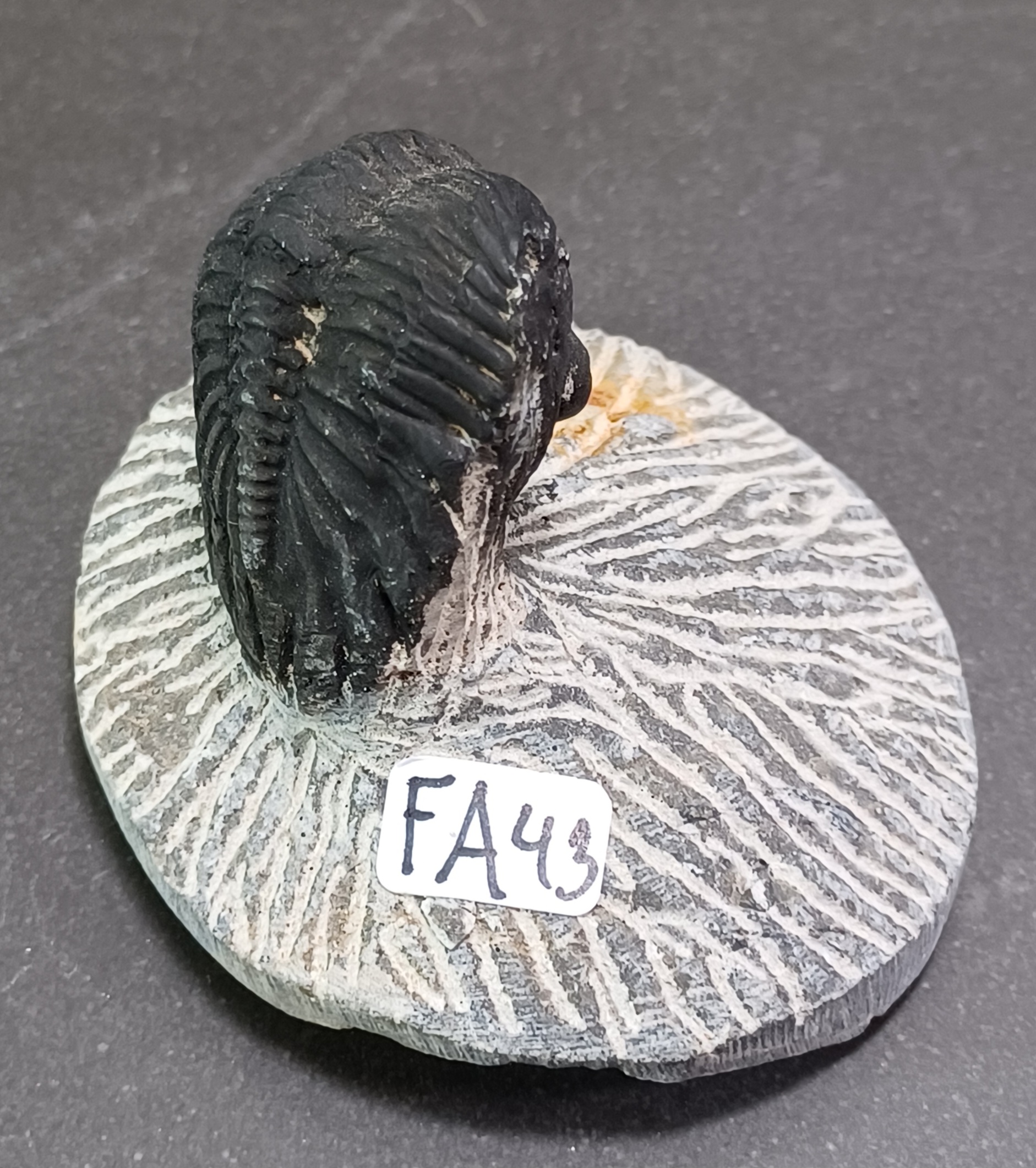 Trilobit Fossil i Grundsten - FA41-50 - 3