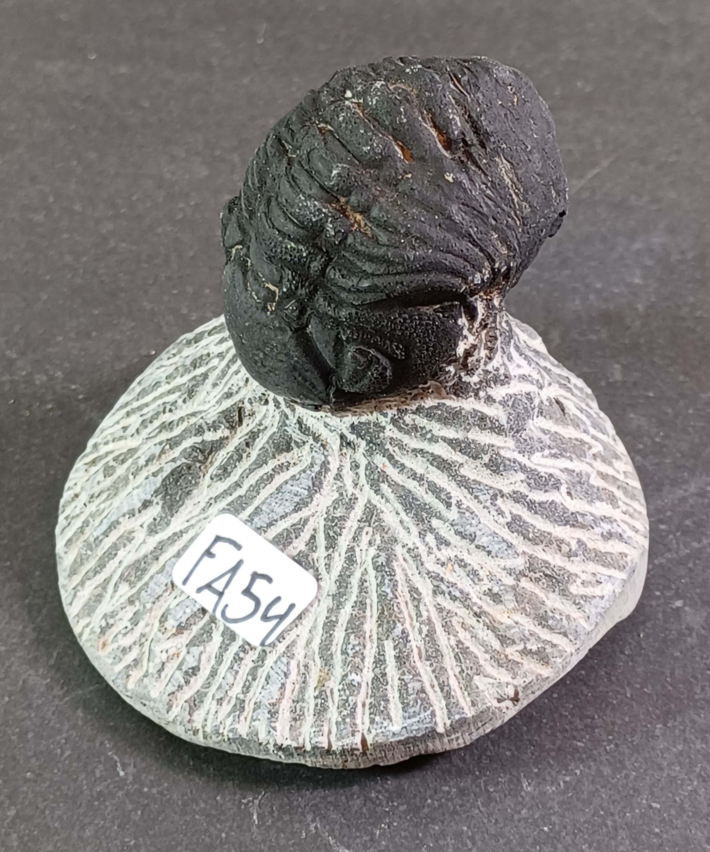 Trilobit Fossil i Grundsten - FA51-60 - 4