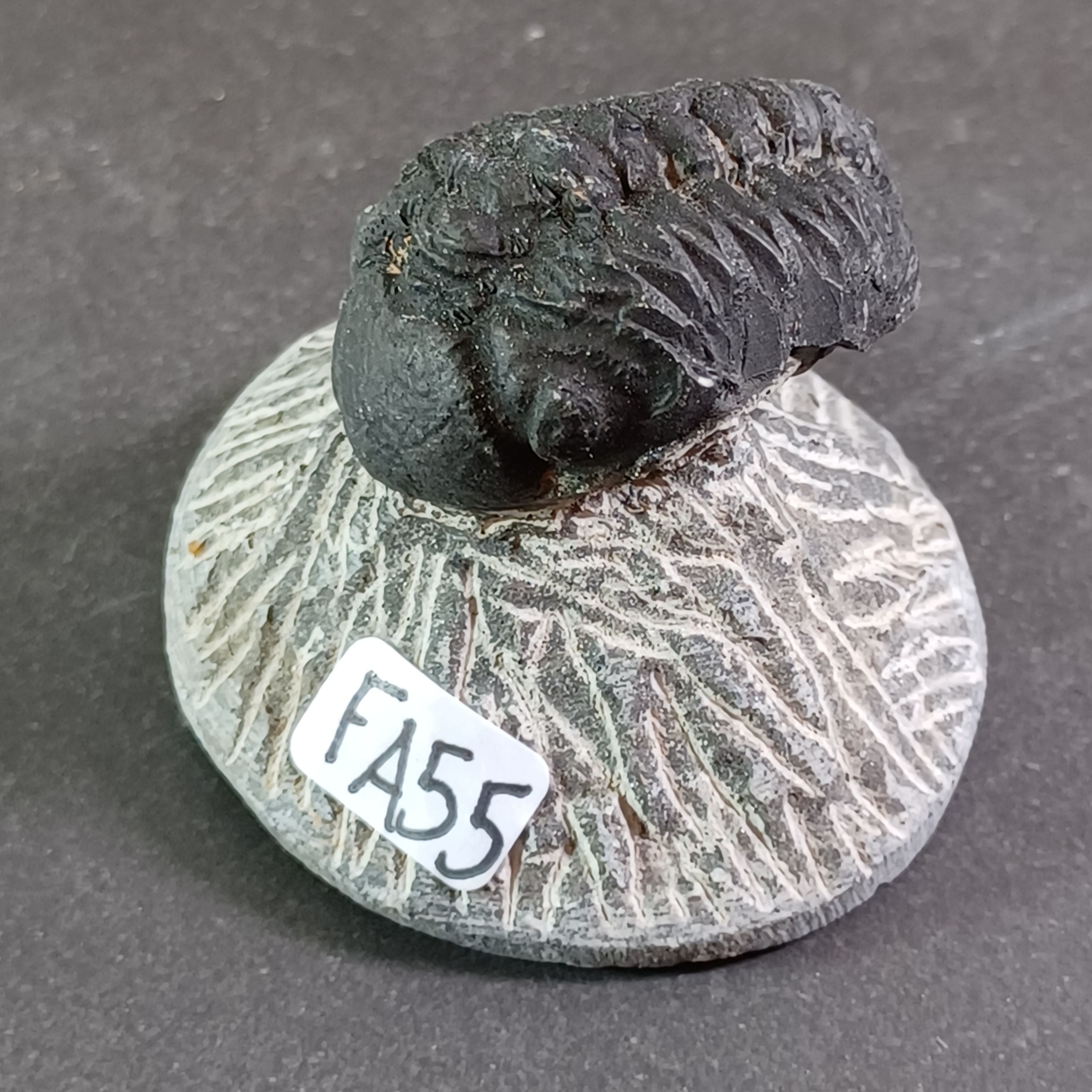 Trilobit Fossil i Grundsten - FA51-60 - 5